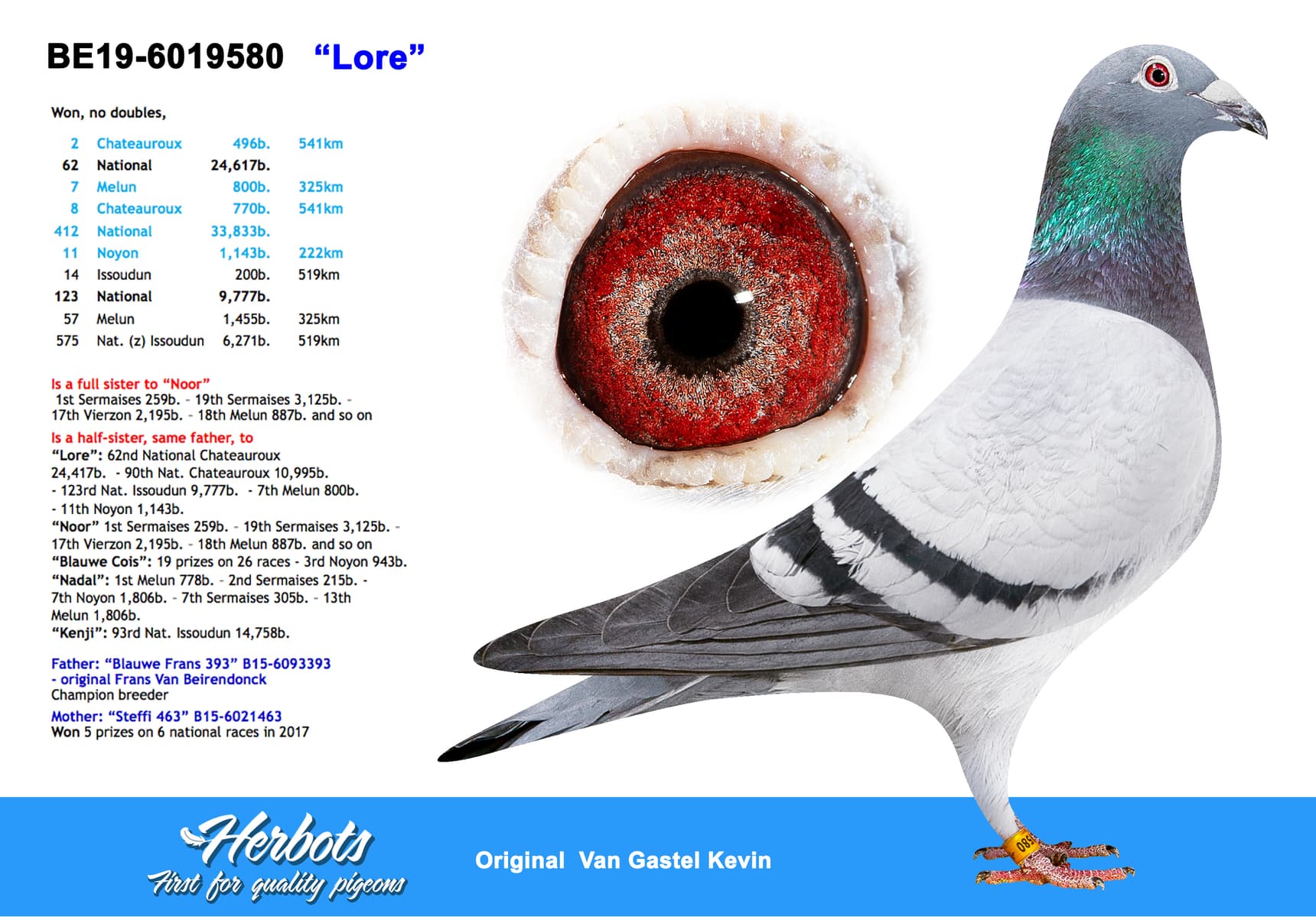 pigeon: undefined