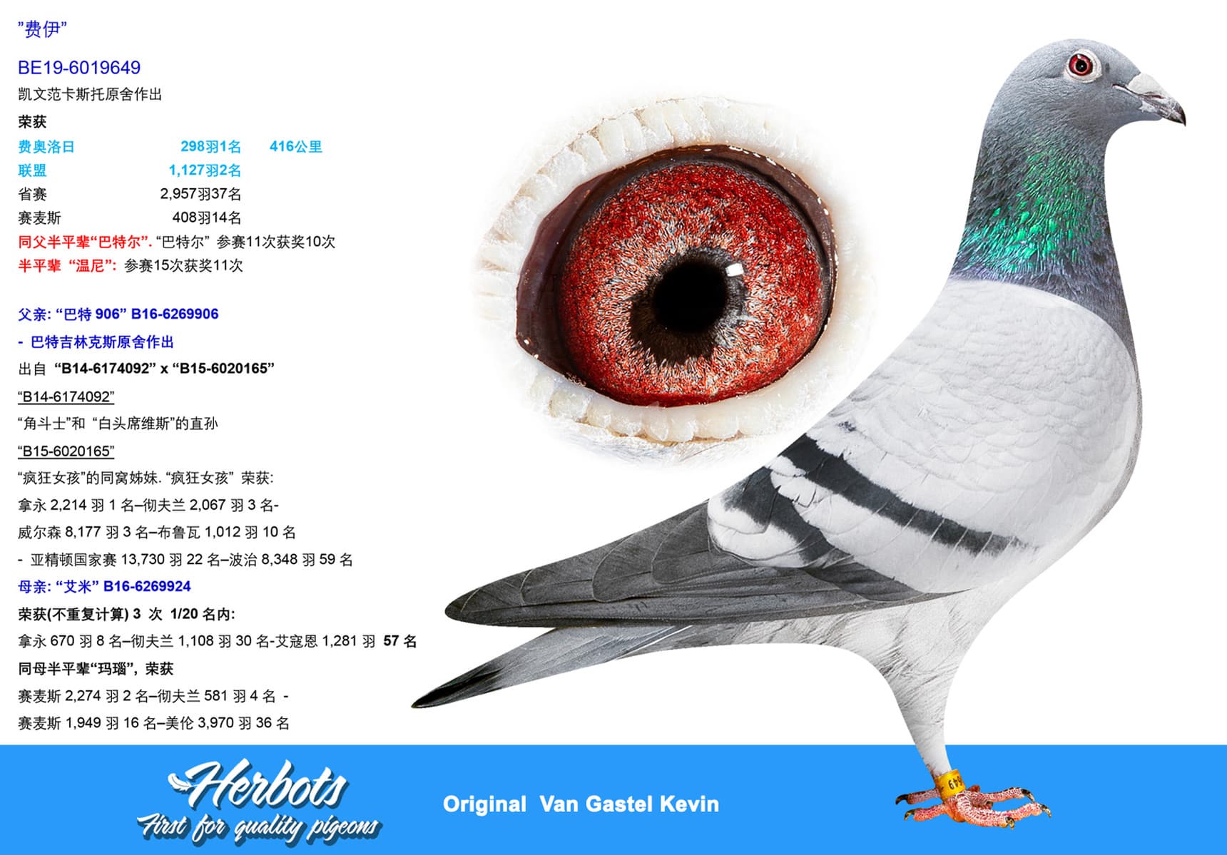 pigeon: undefined
