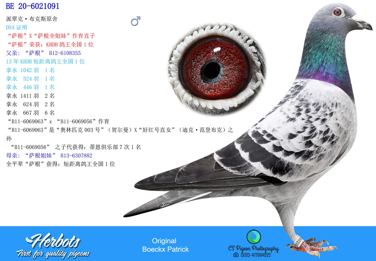pigeon: undefined