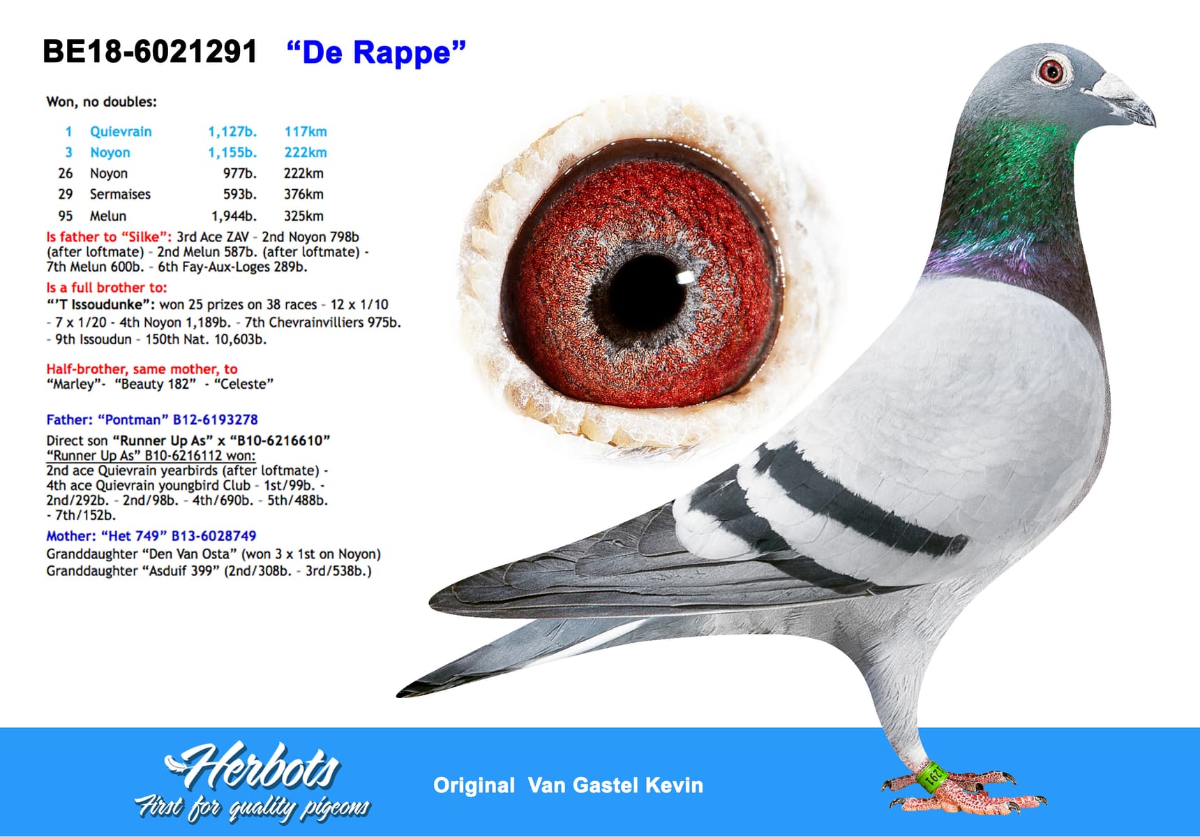 pigeon: undefined