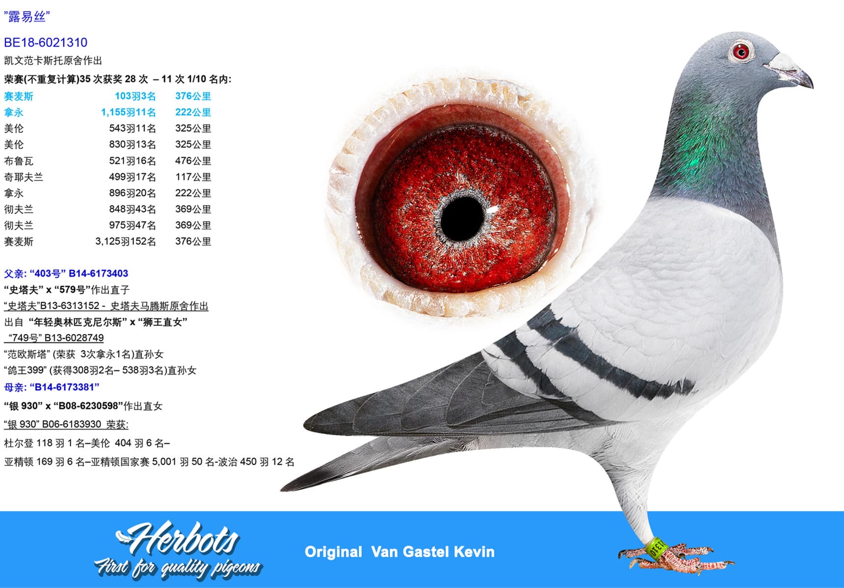 pigeon: undefined