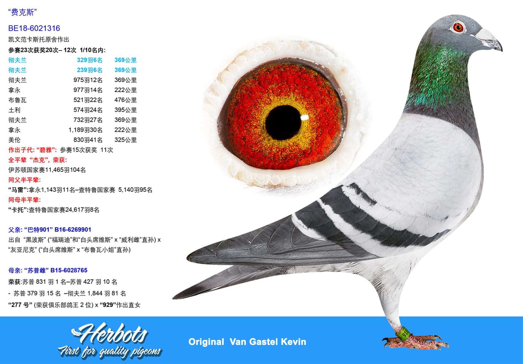 pigeon: undefined