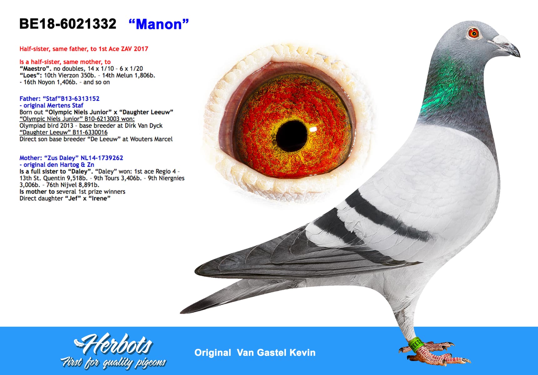 pigeon: undefined
