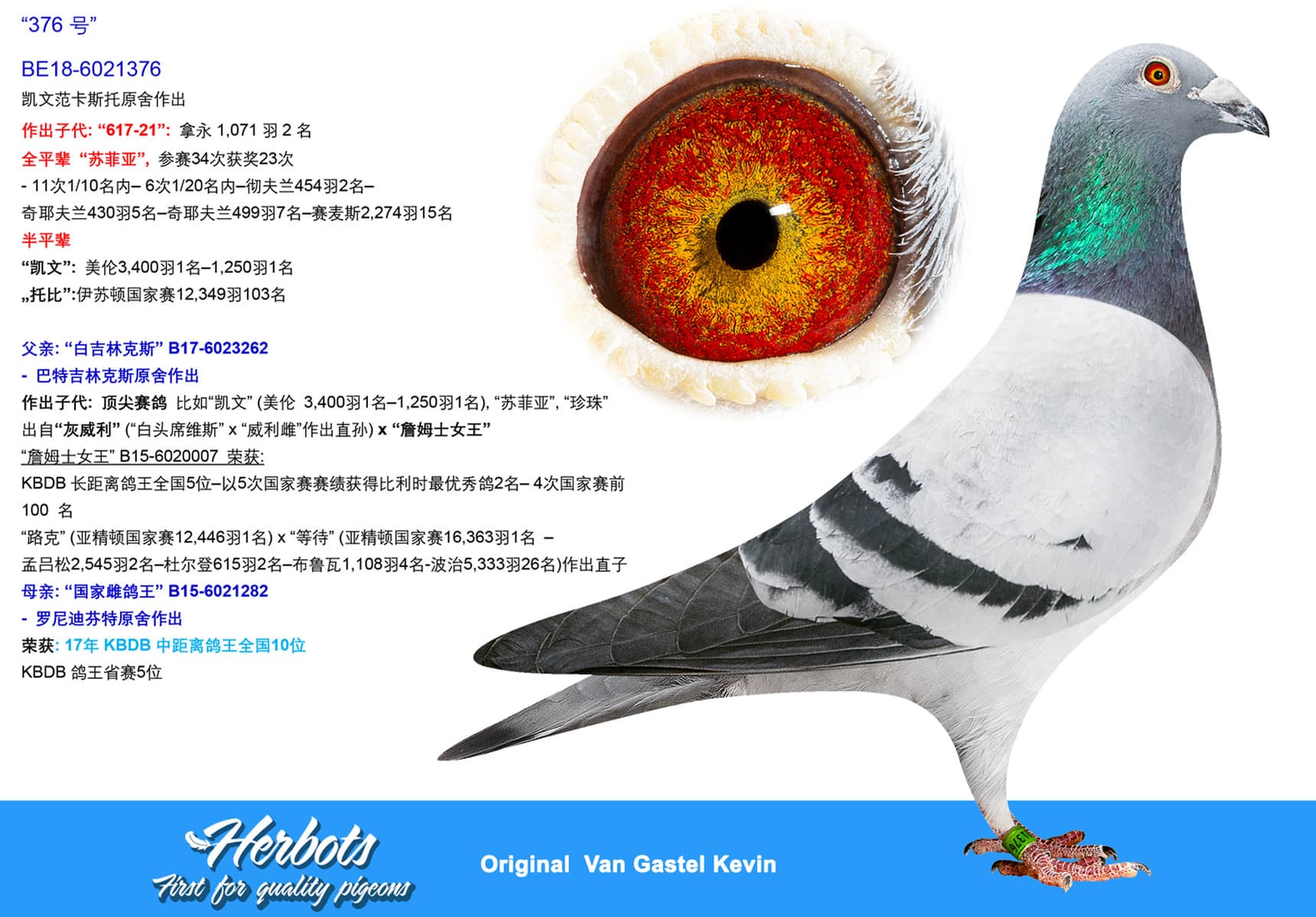 pigeon: undefined