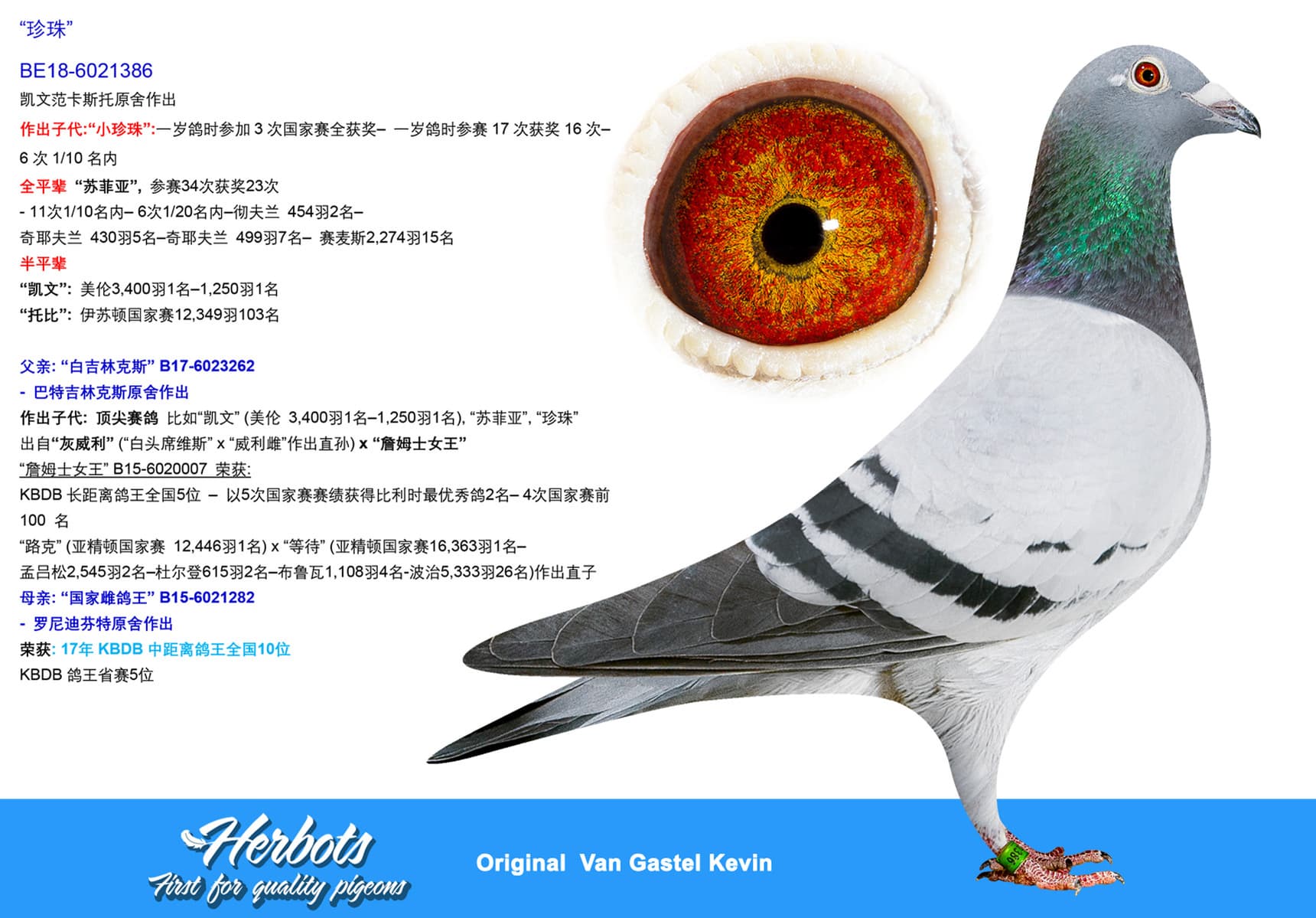 pigeon: undefined
