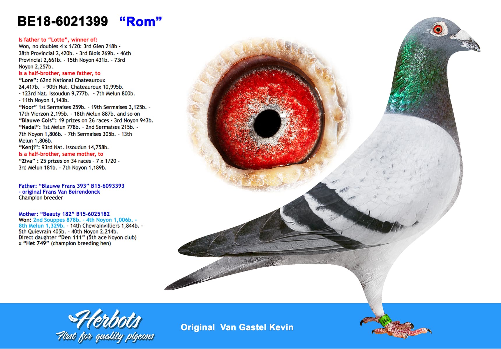 pigeon: undefined