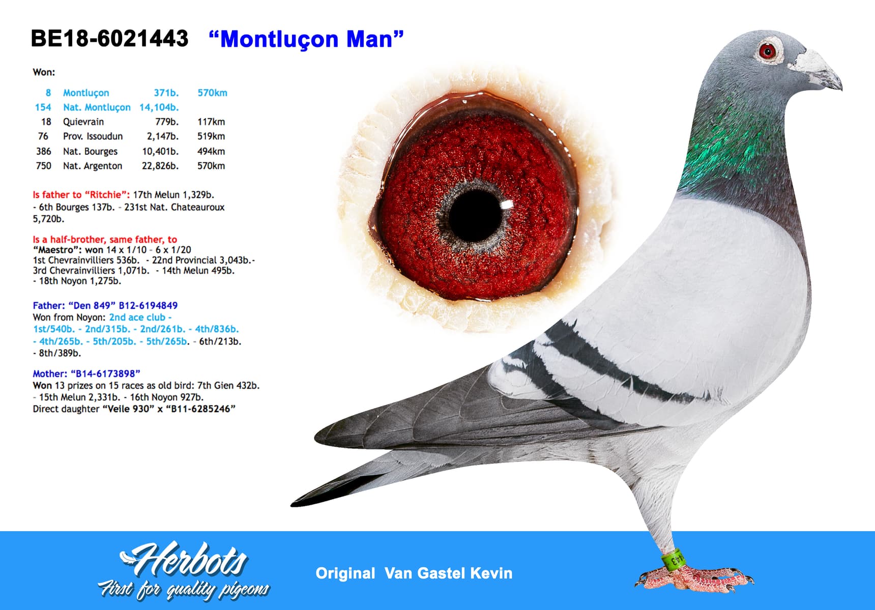 pigeon: undefined