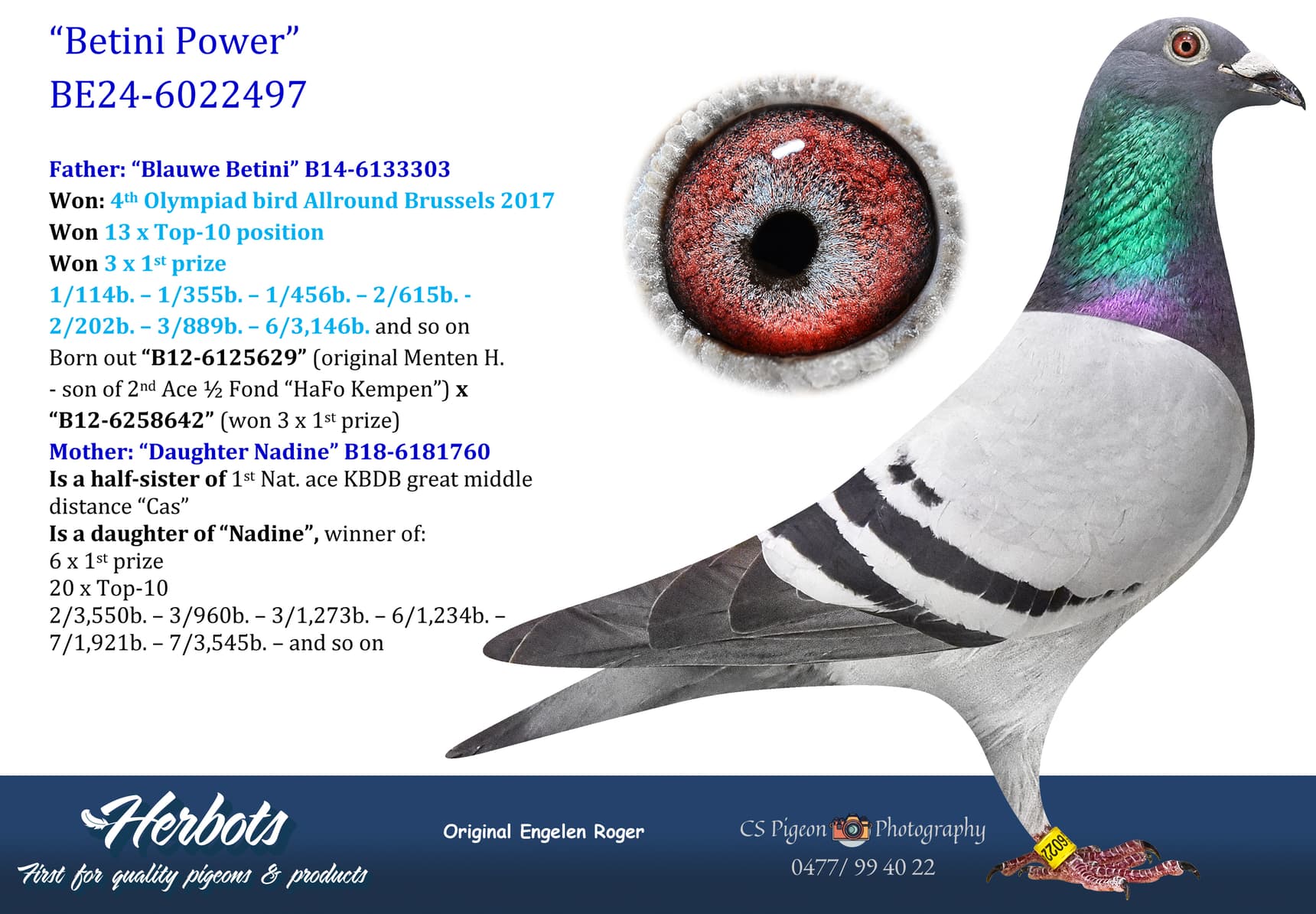 pigeon: undefined