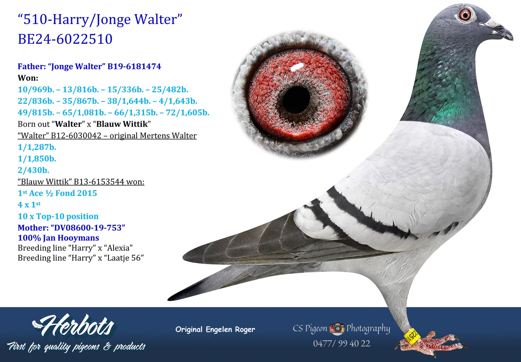 pigeon: undefined