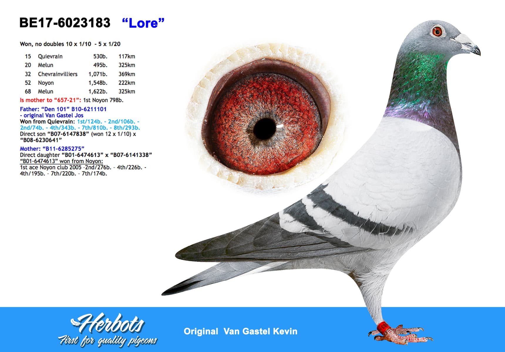 pigeon: undefined