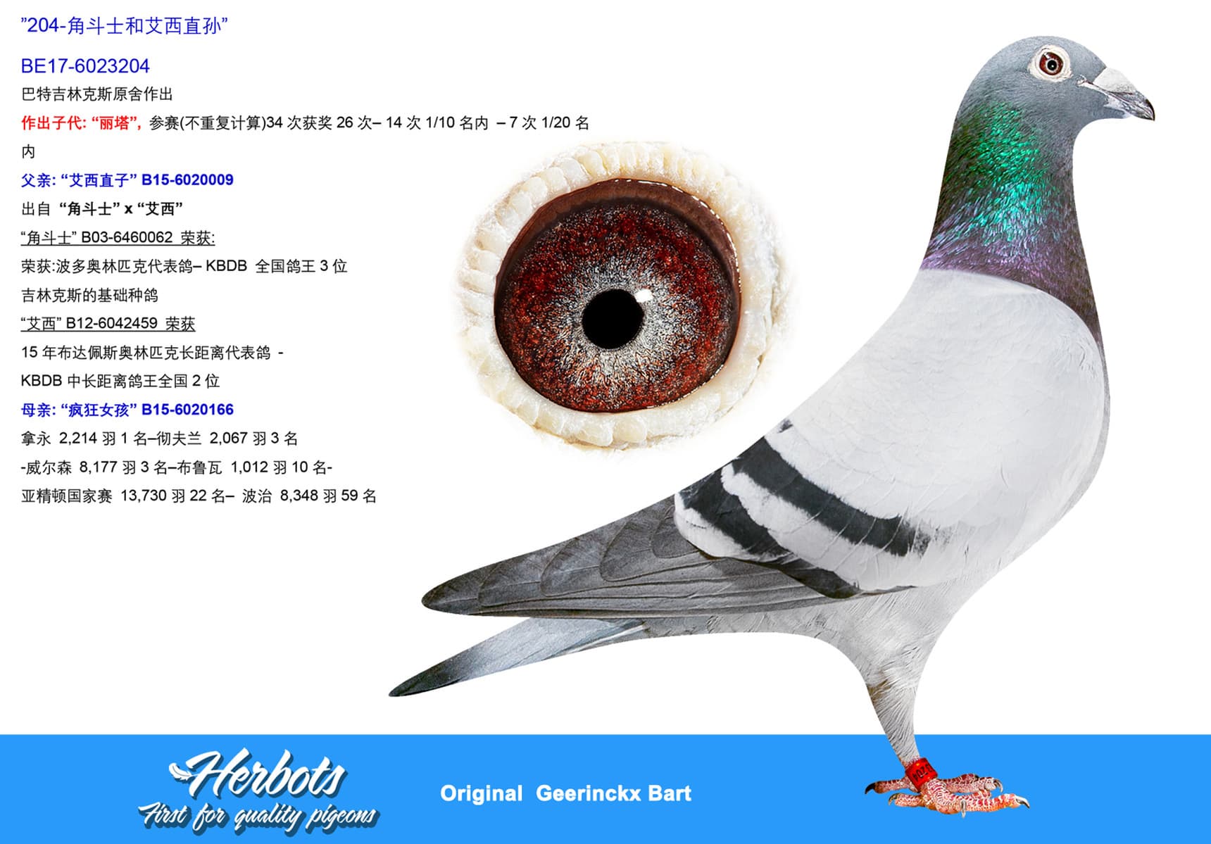 pigeon: undefined