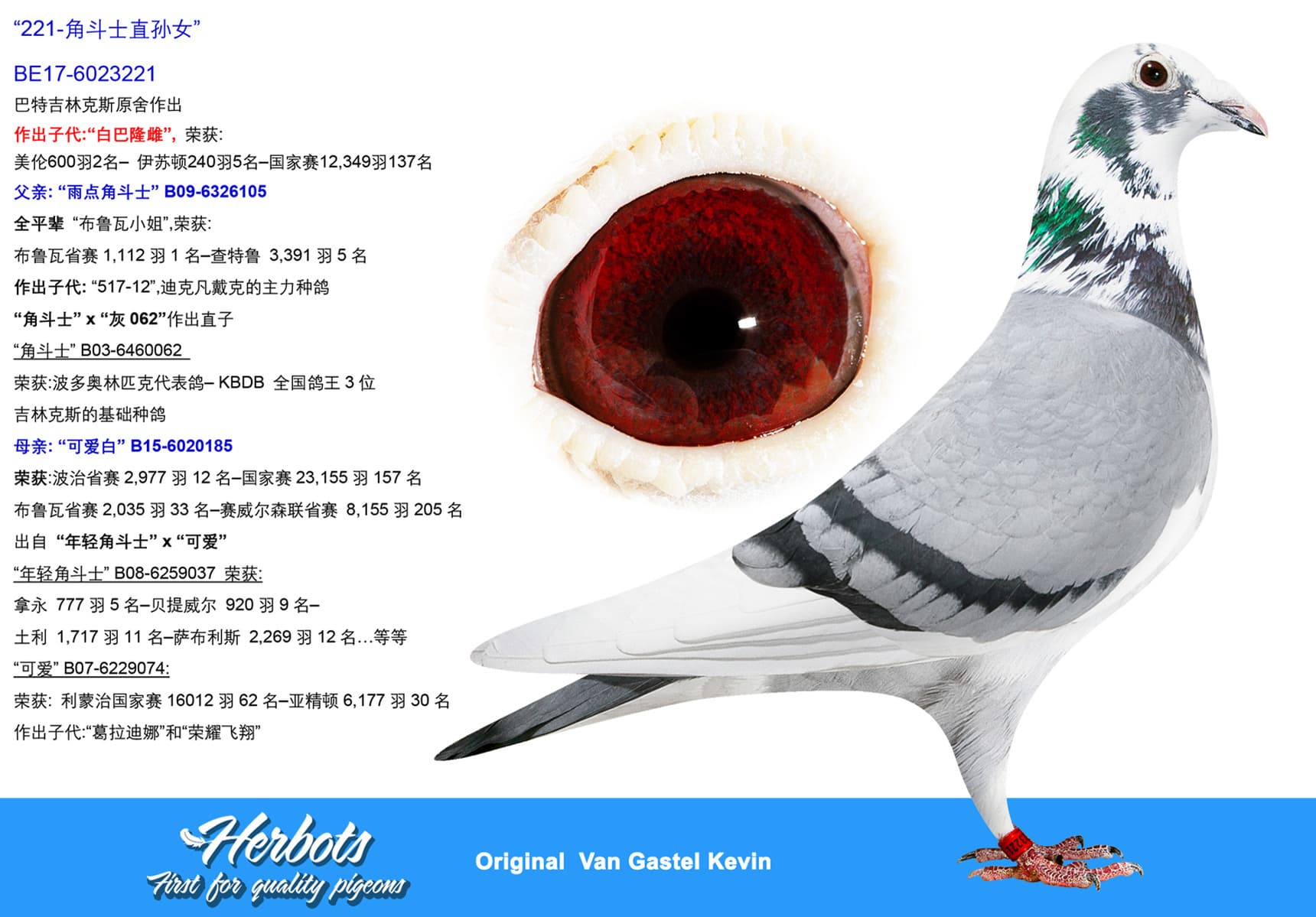 pigeon: undefined