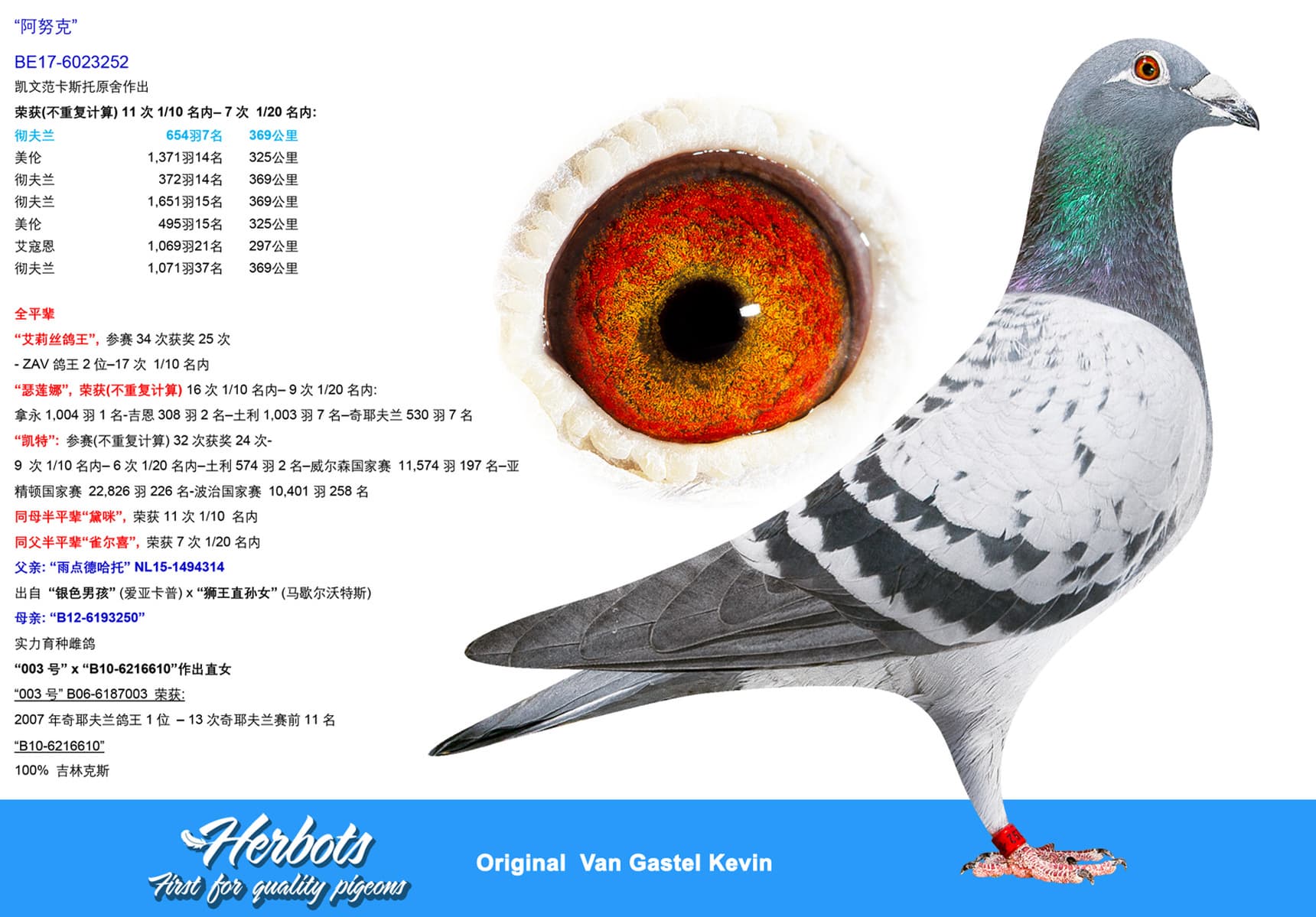 pigeon: undefined