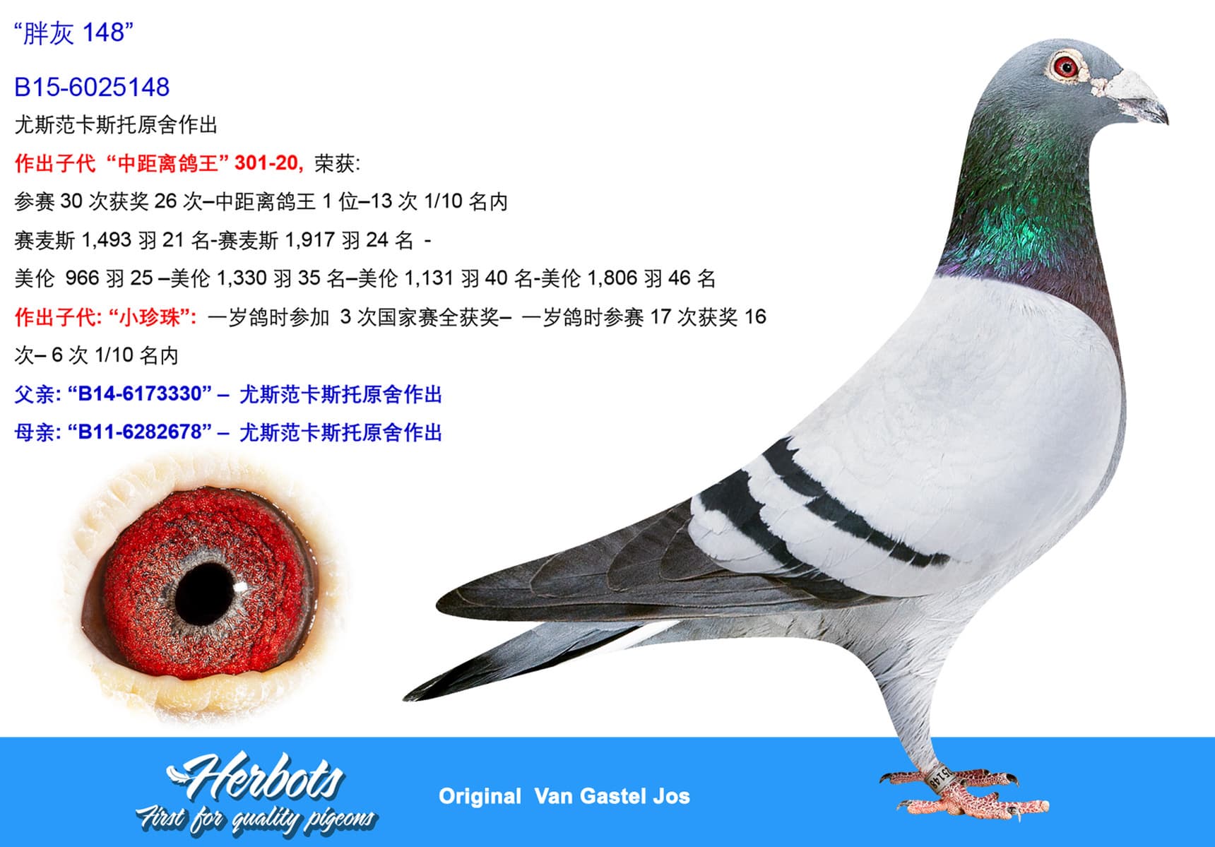 pigeon: undefined
