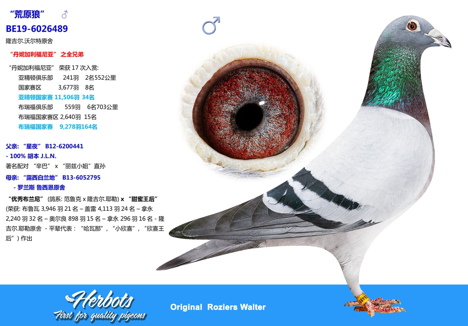 pigeon: undefined