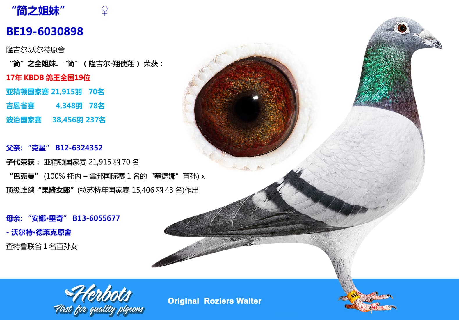 pigeon: undefined