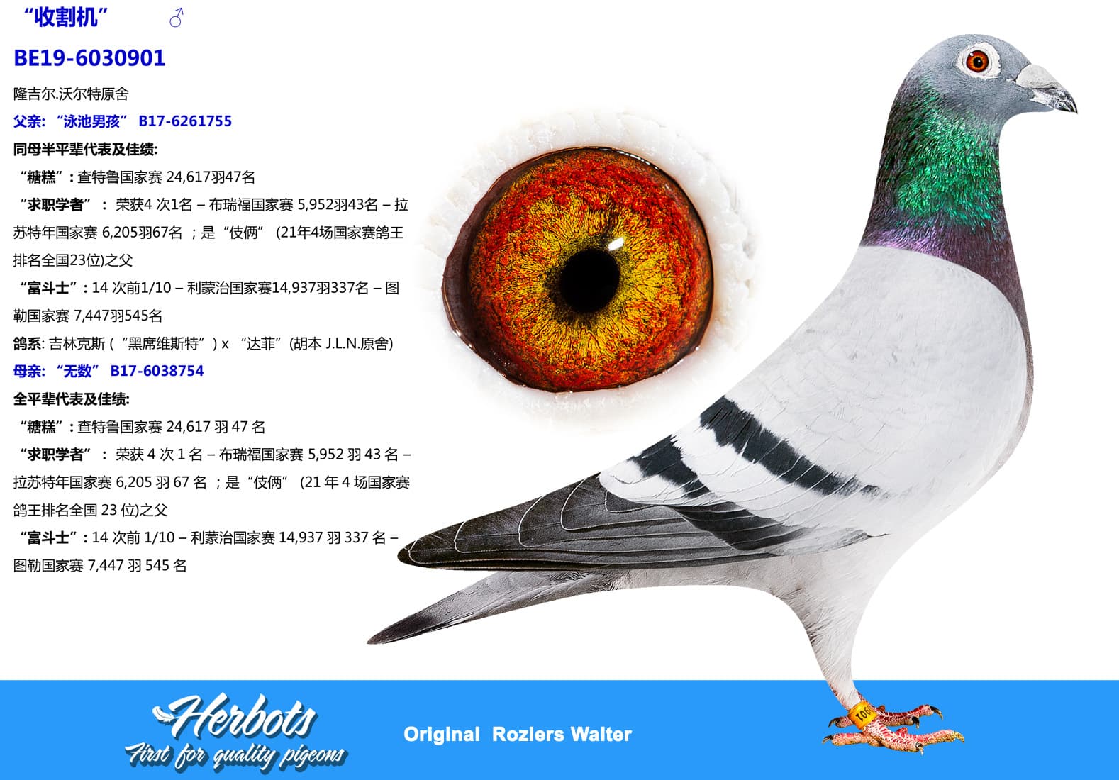 pigeon: undefined