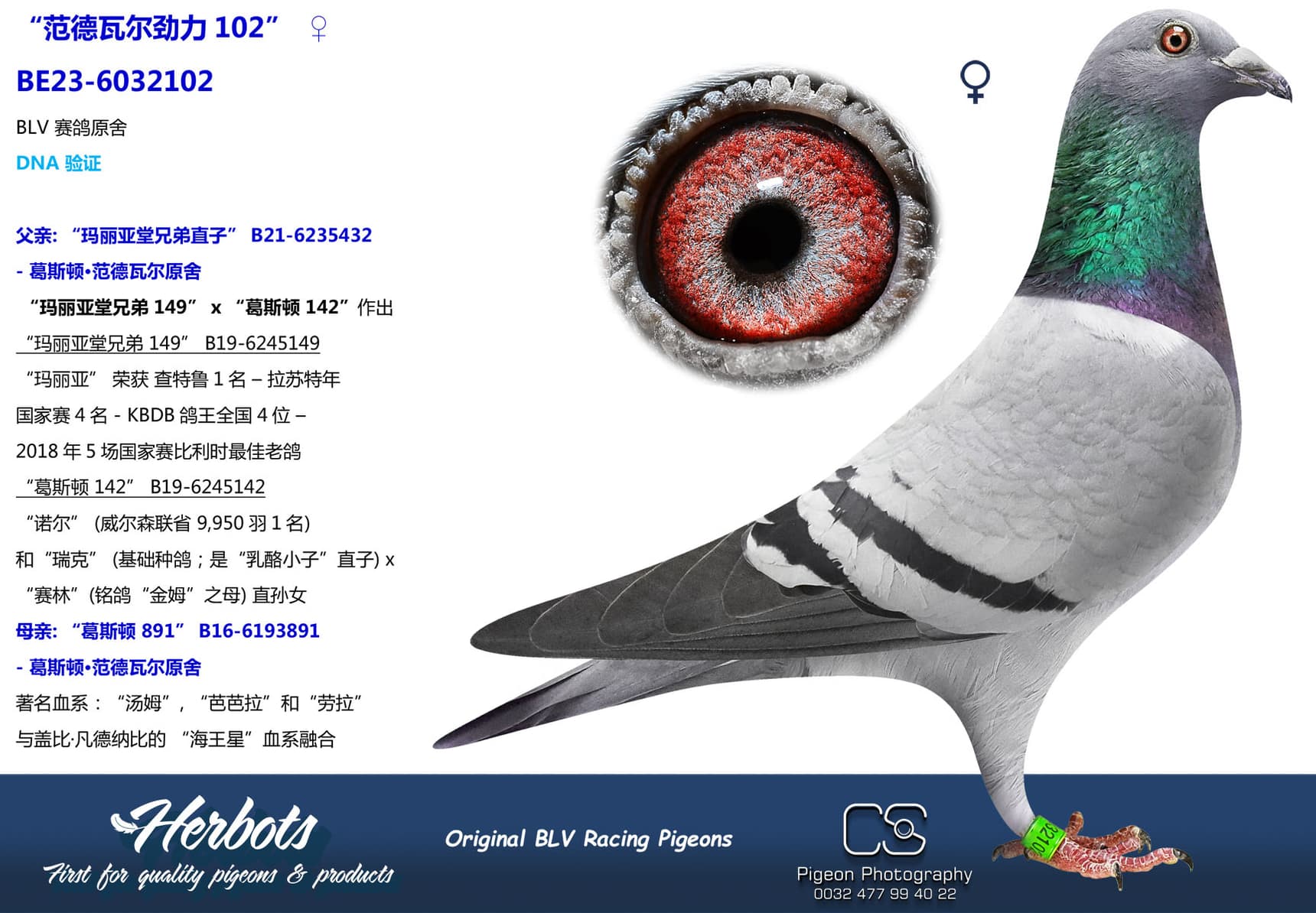 pigeon: undefined