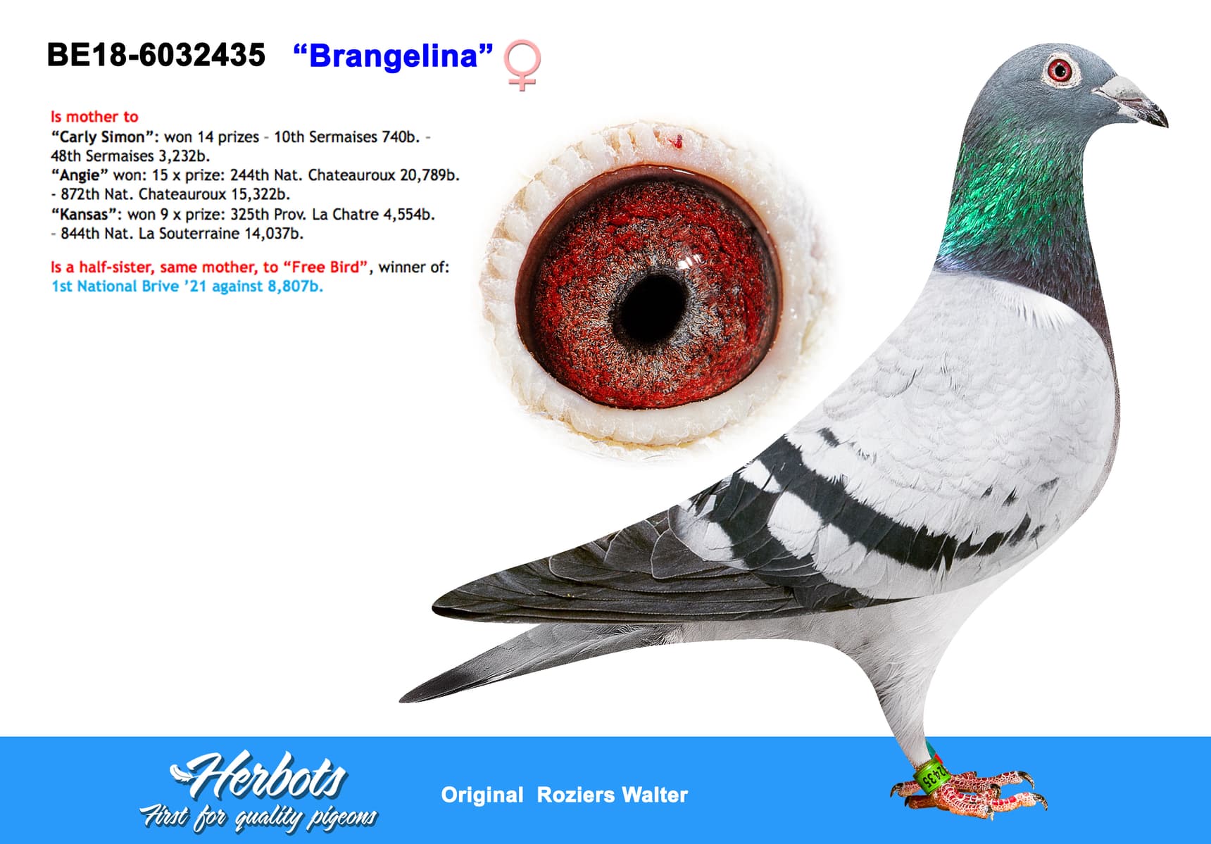 pigeon: undefined