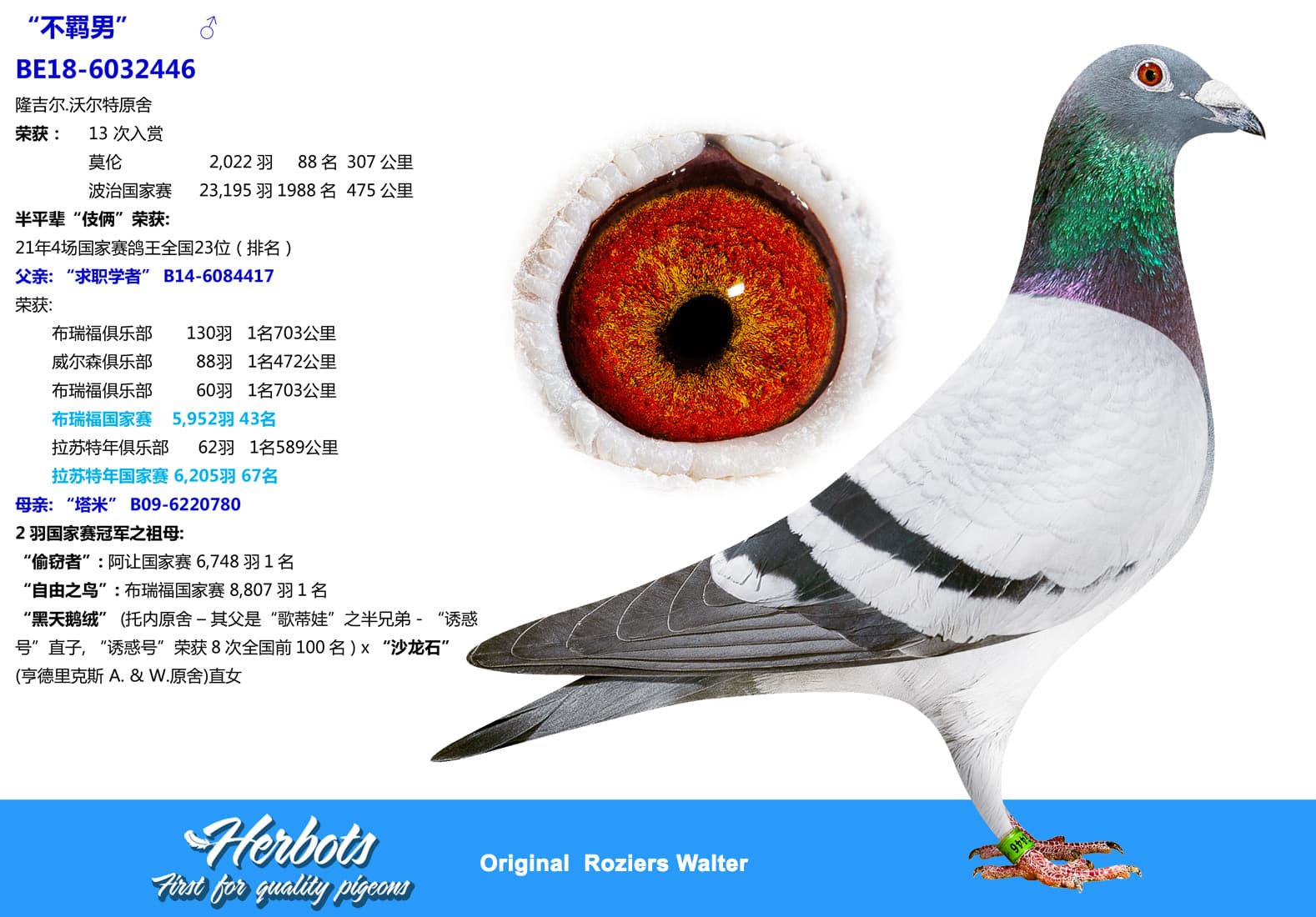 pigeon: undefined