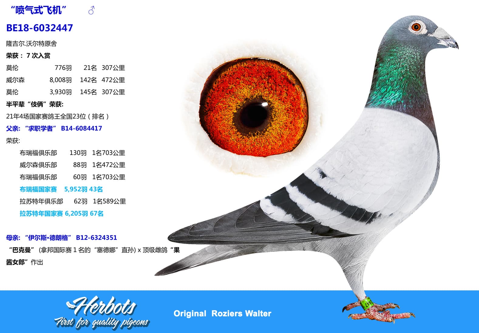pigeon: undefined