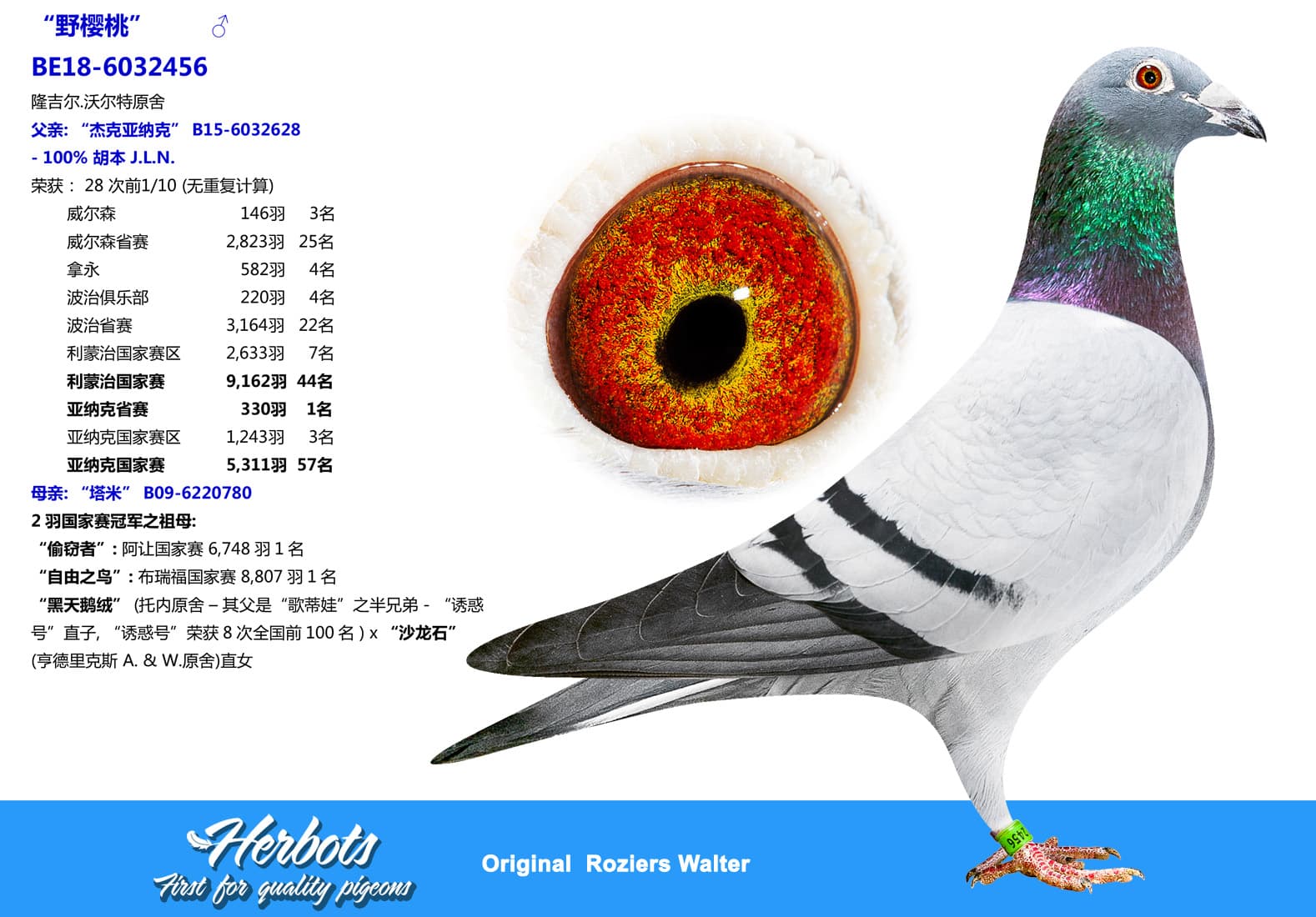 pigeon: undefined