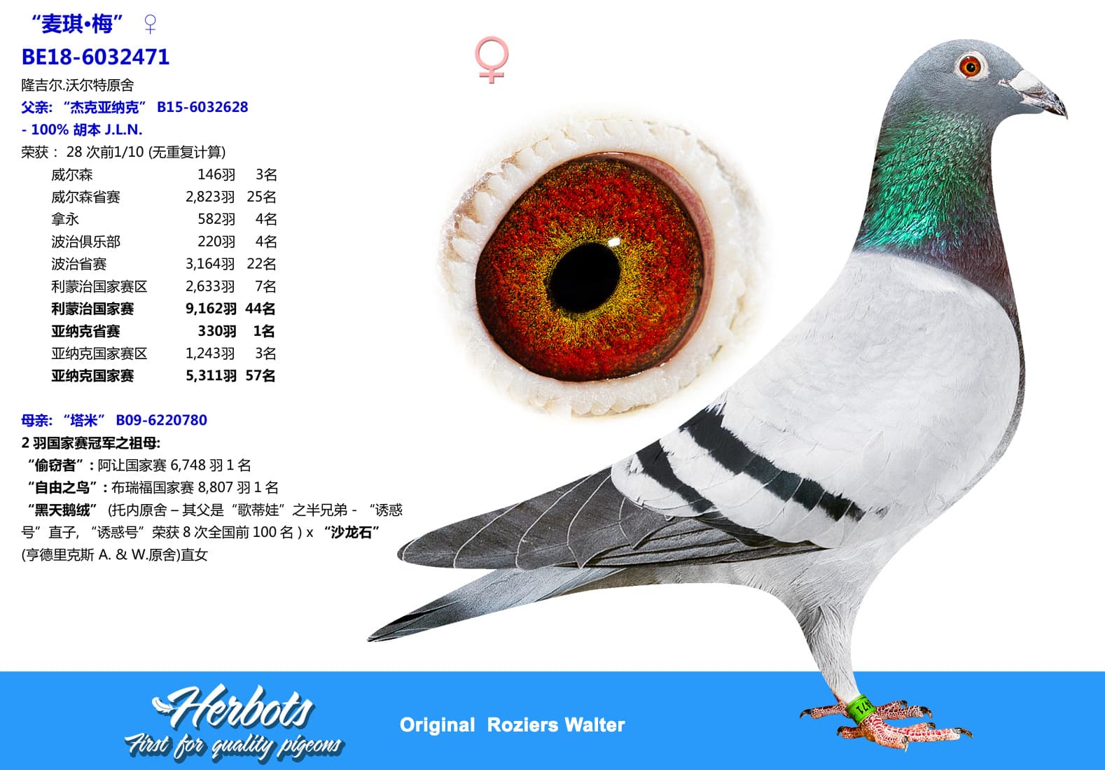 pigeon: undefined