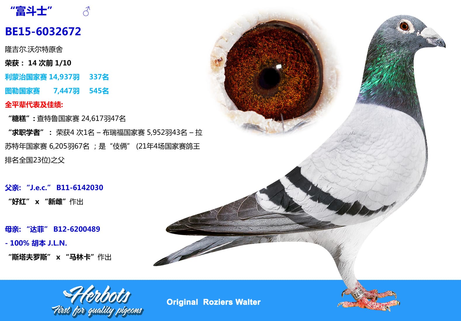 pigeon: undefined