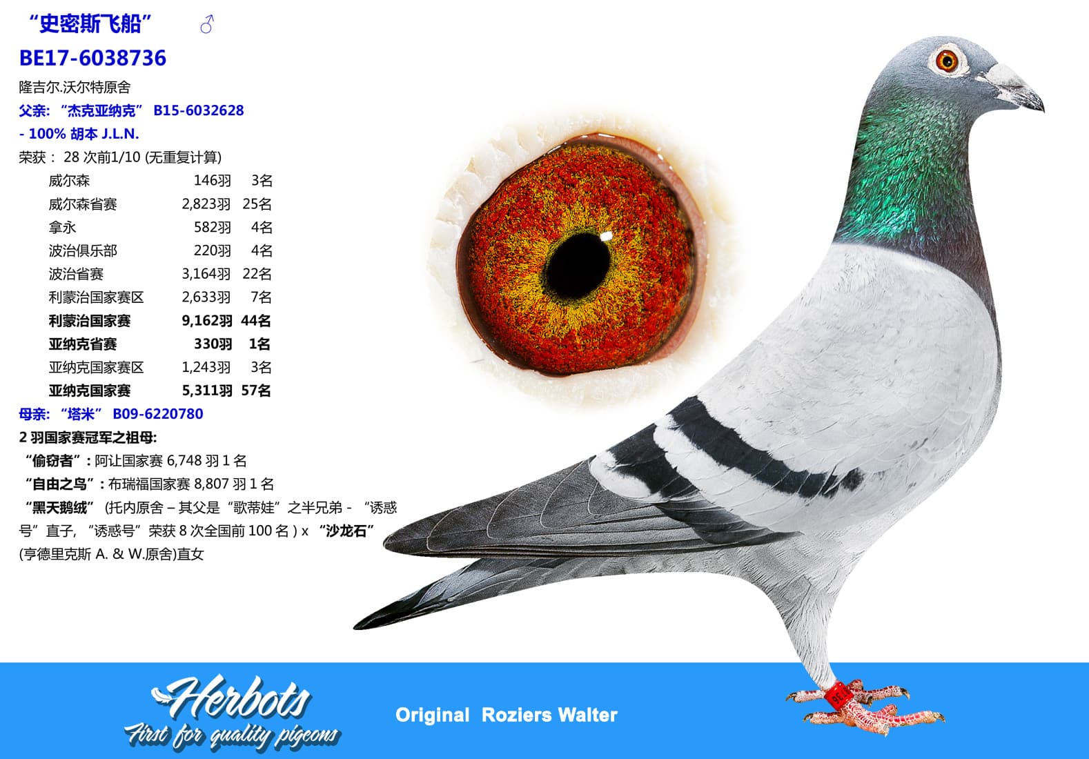 pigeon: undefined