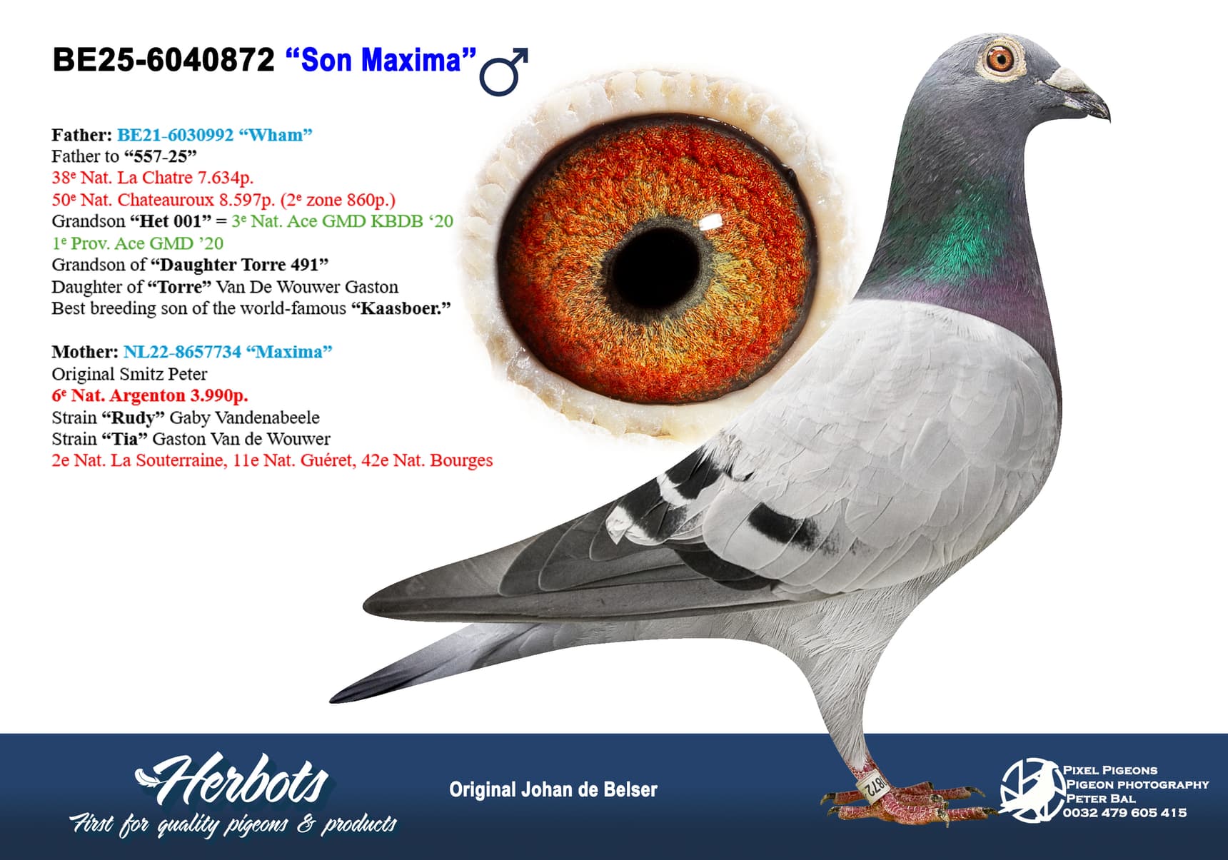 pigeon: undefined