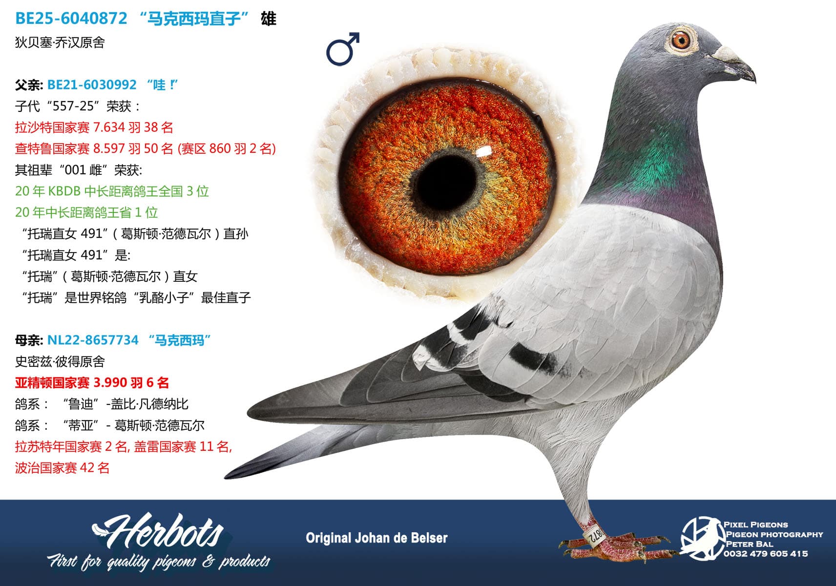 pigeon: undefined