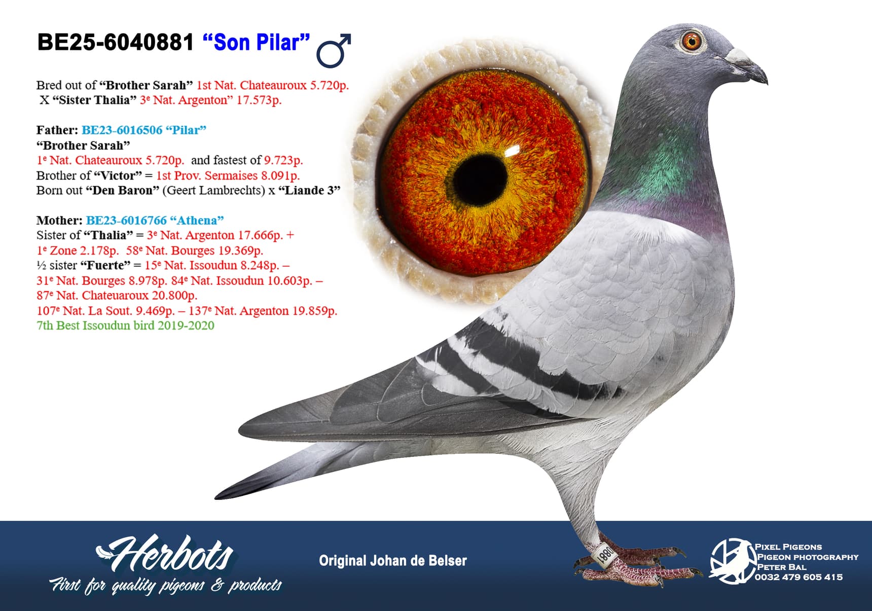 pigeon: undefined