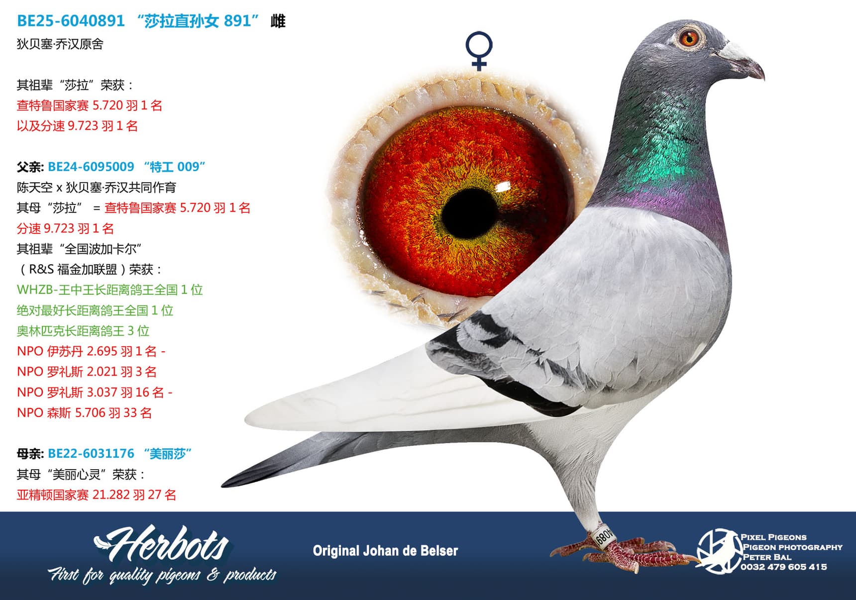 pigeon: undefined