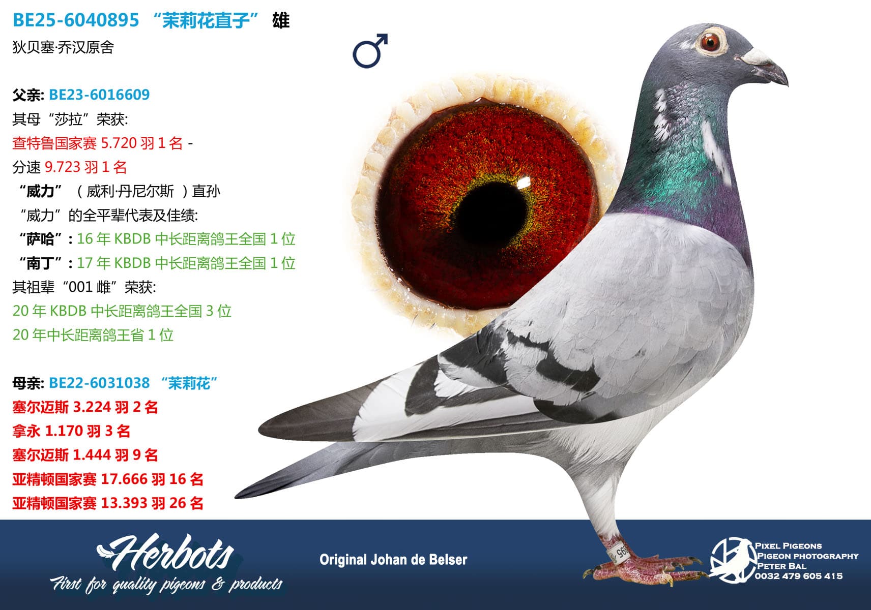pigeon: undefined