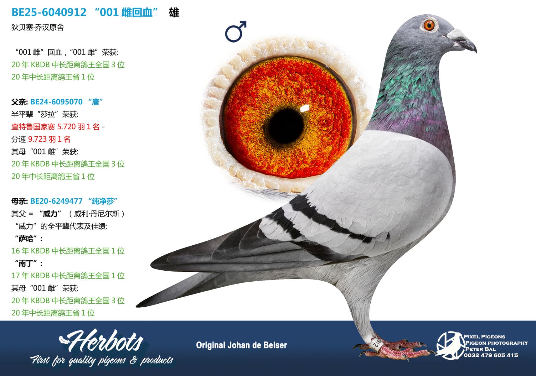 pigeon: undefined