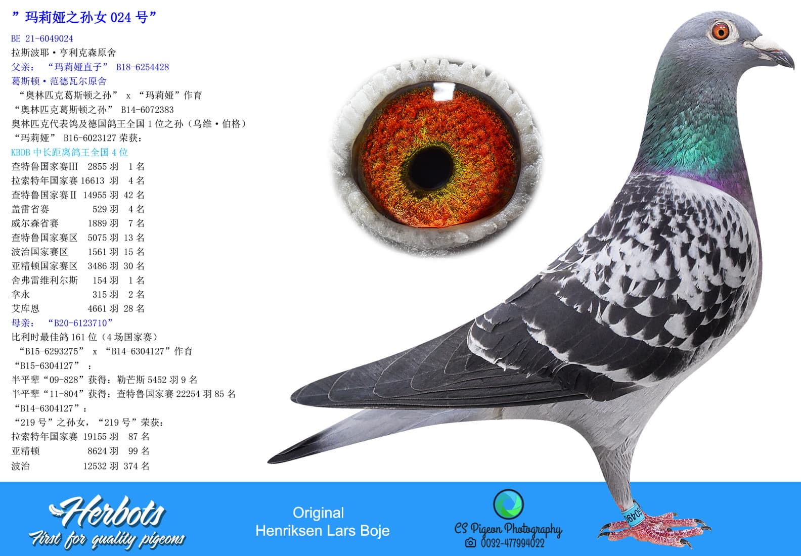 pigeon: undefined