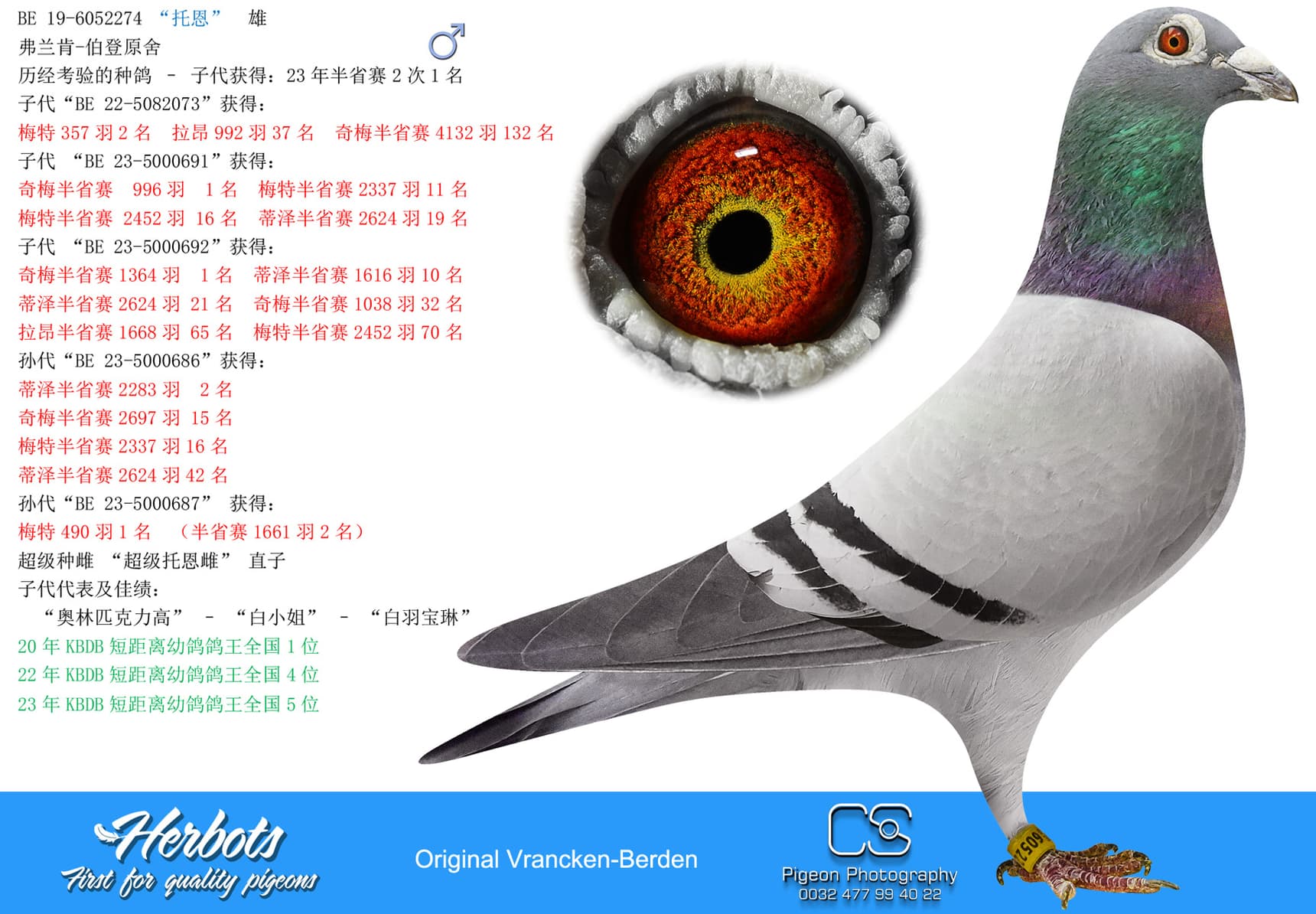 pigeon: undefined
