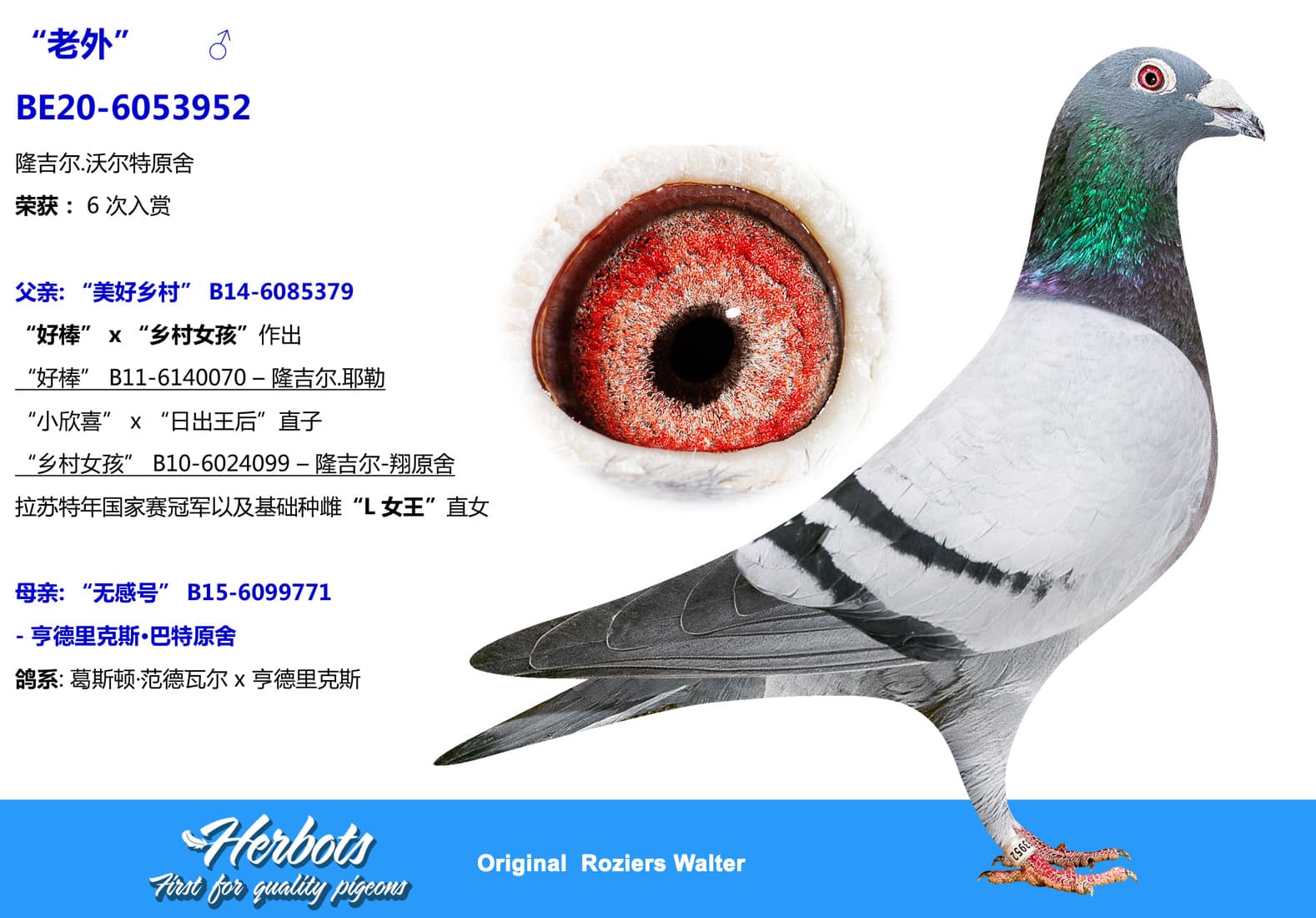 pigeon: undefined