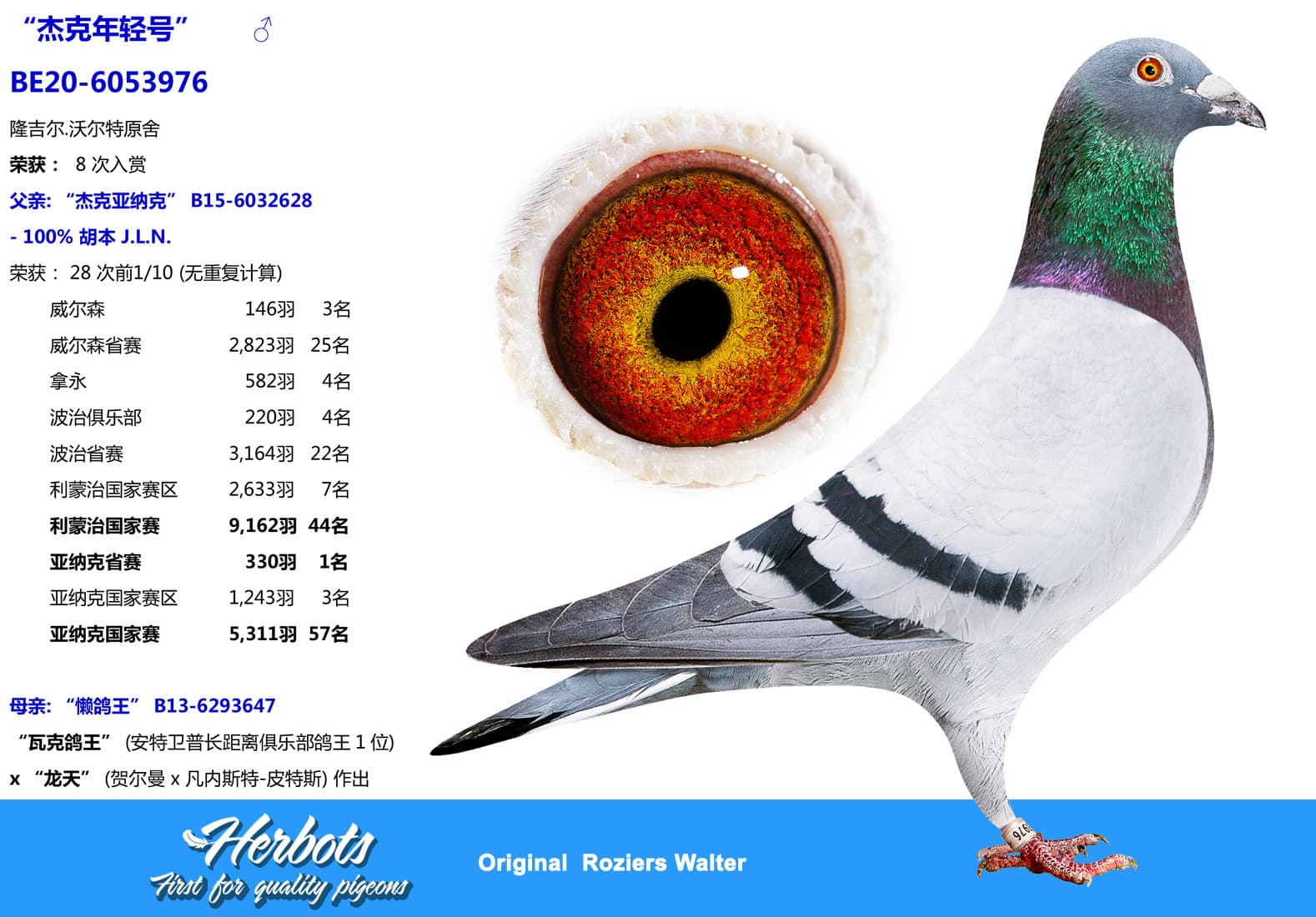 pigeon: undefined