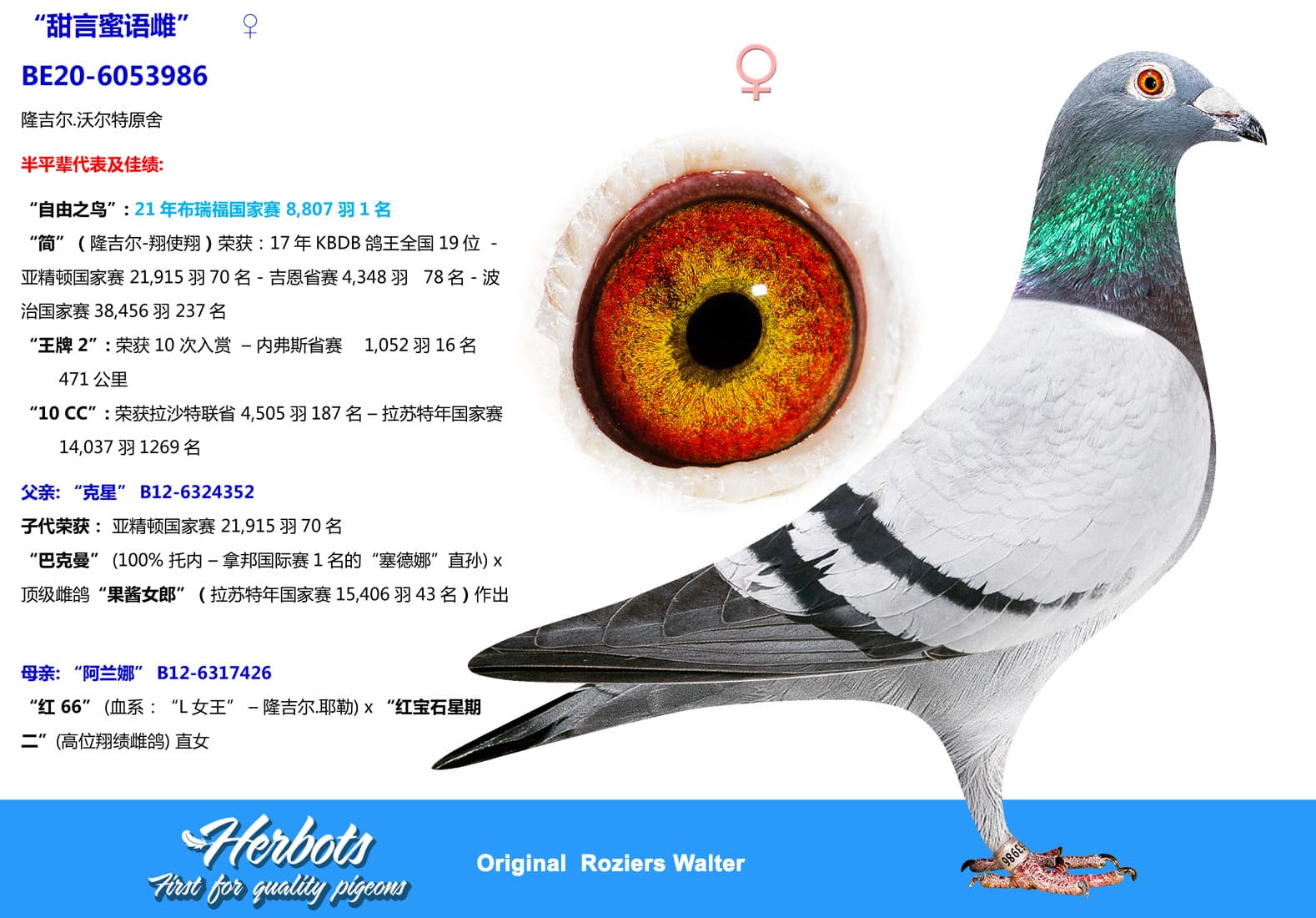 pigeon: undefined