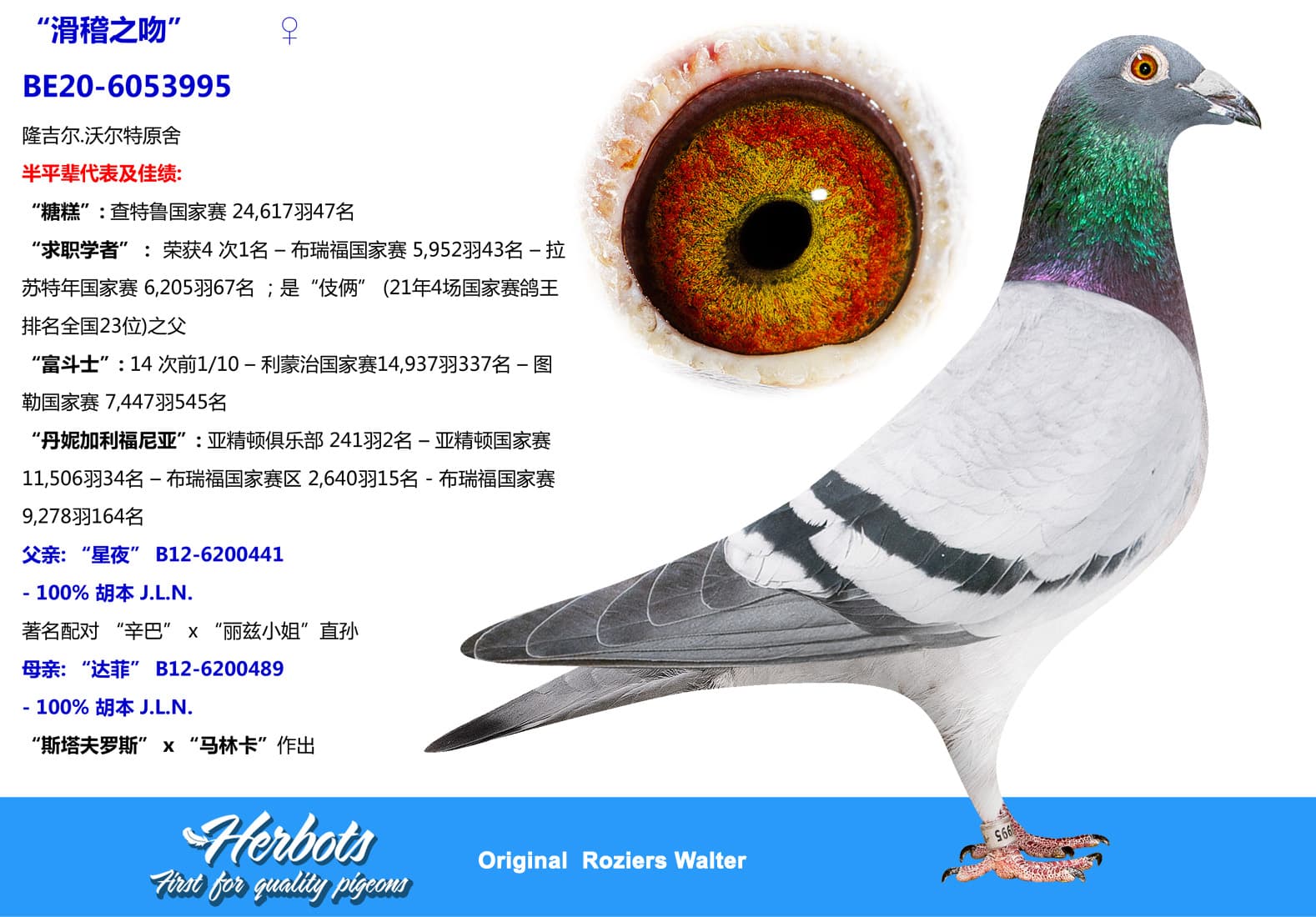 pigeon: undefined