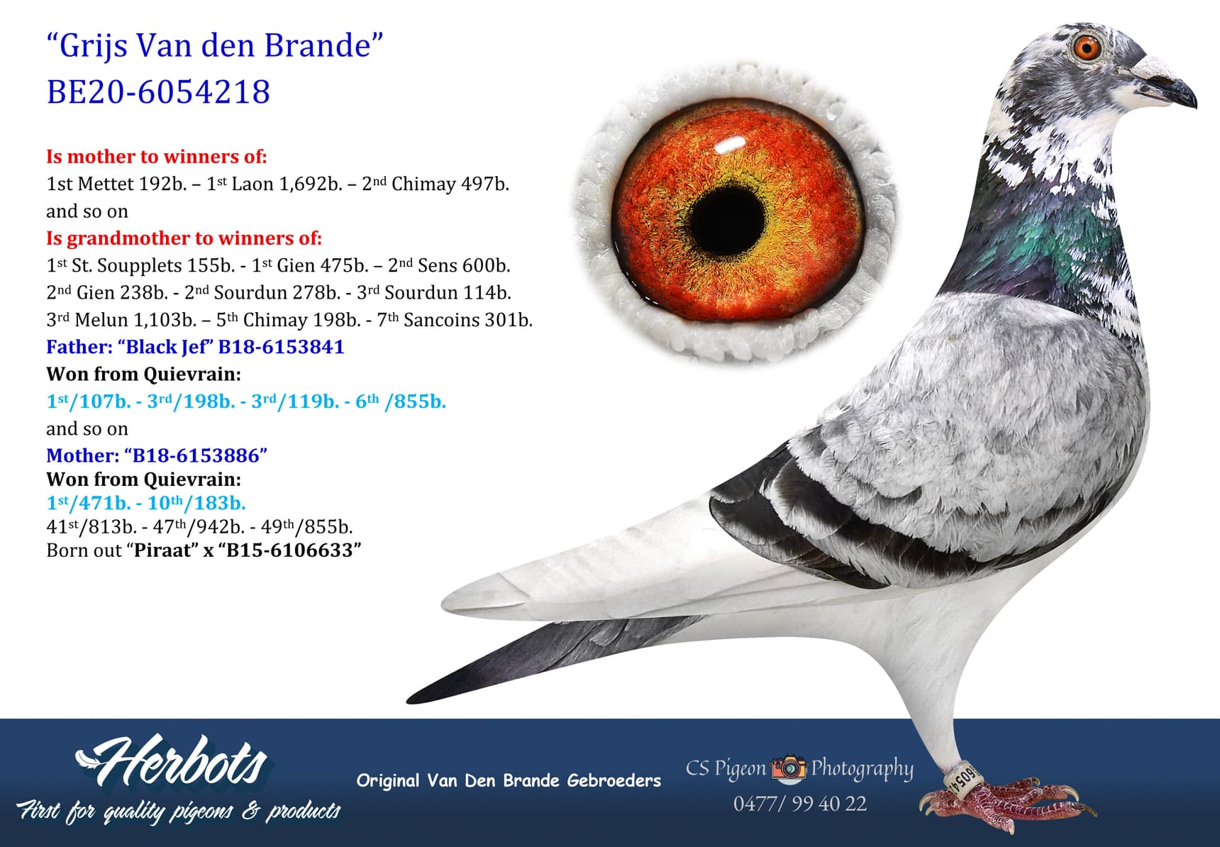 pigeon: undefined