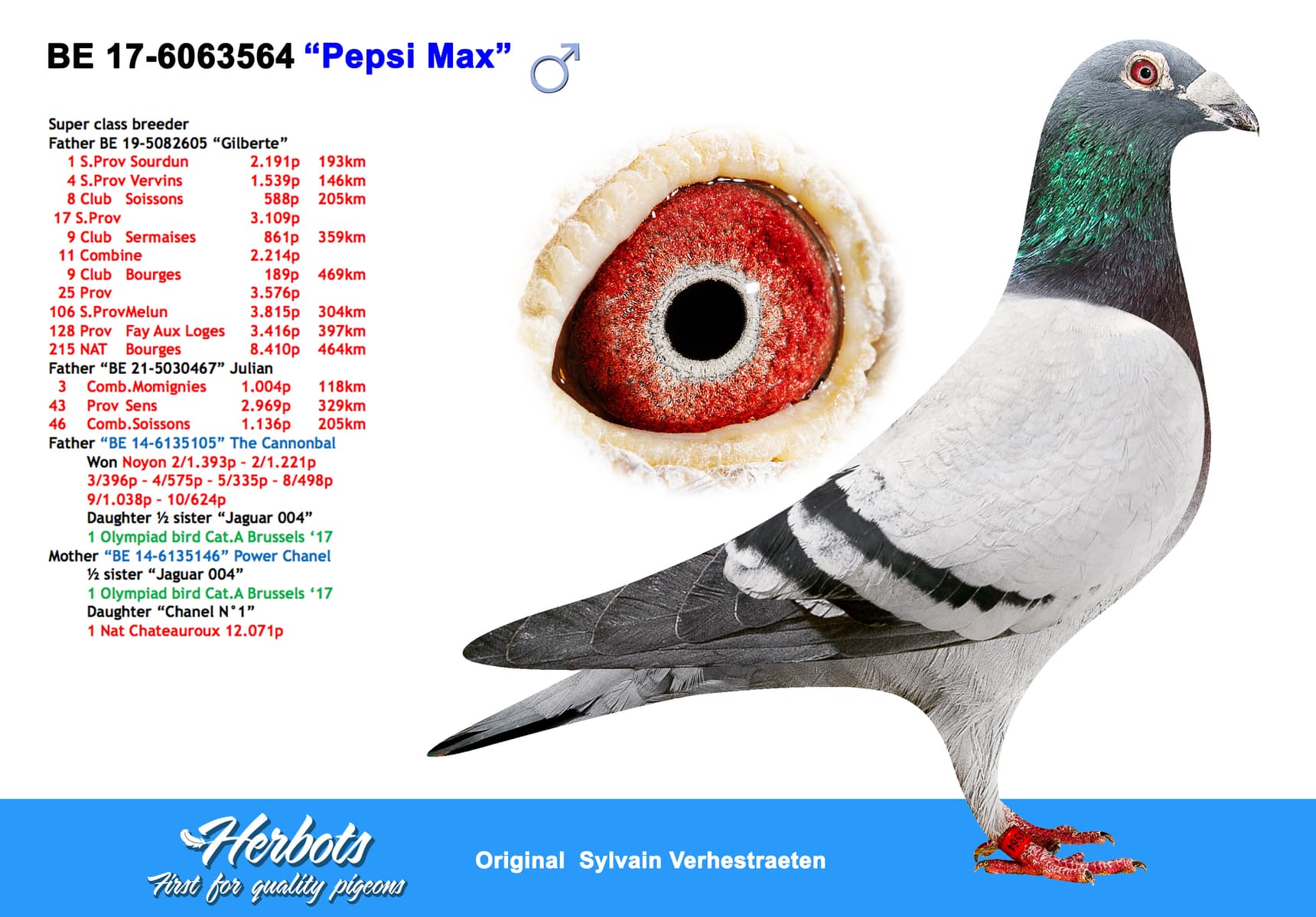 pigeon: undefined