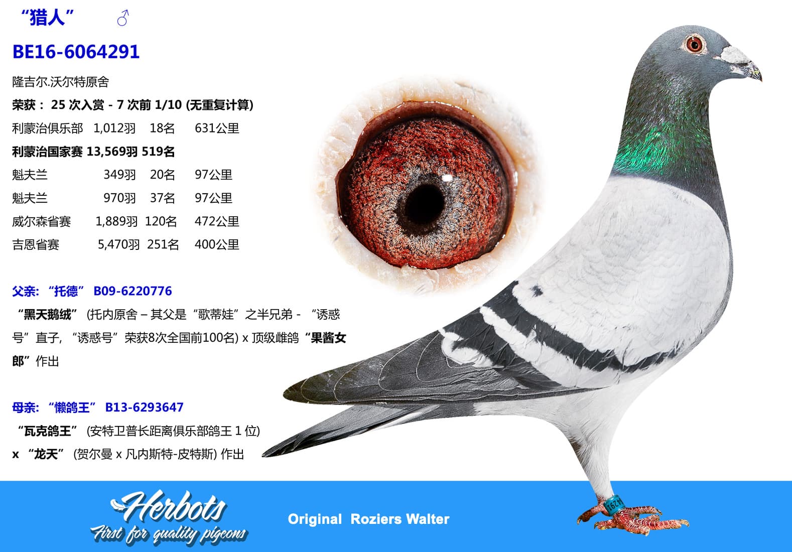 pigeon: undefined