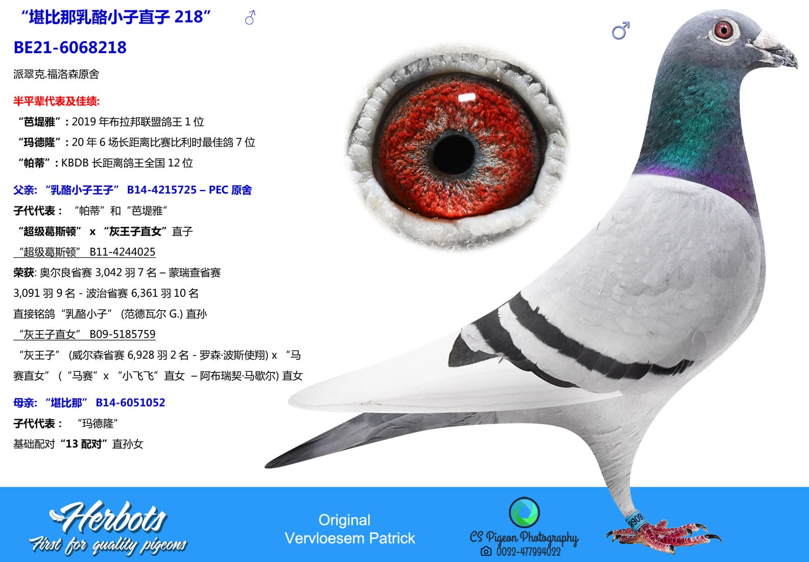 pigeon: undefined