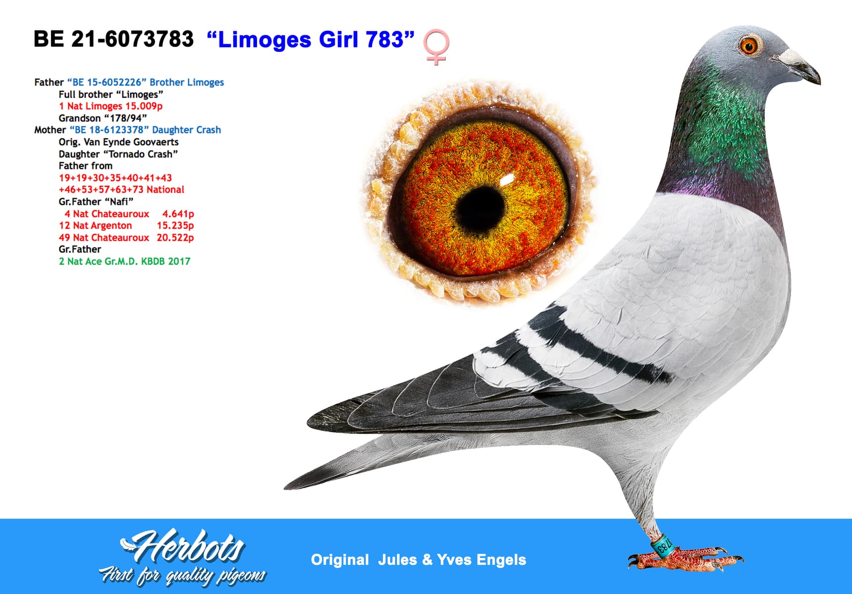 pigeon: undefined
