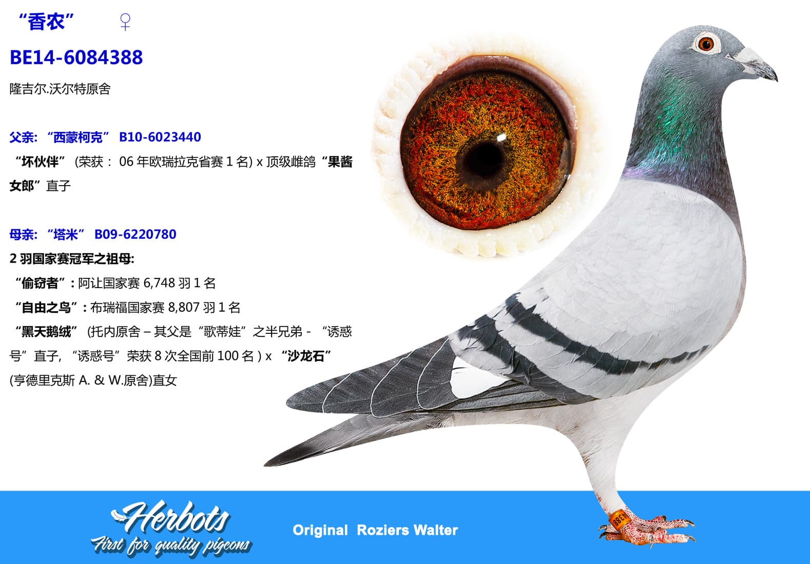 pigeon: undefined