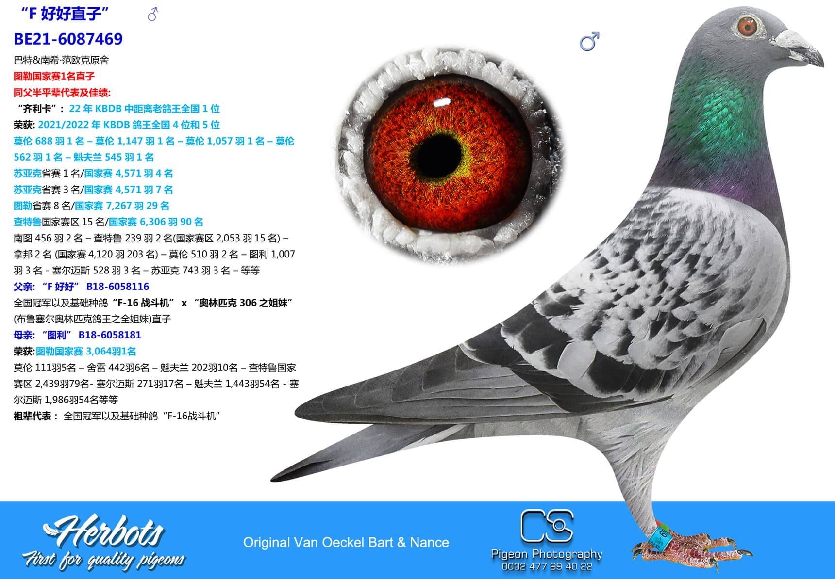 pigeon: undefined