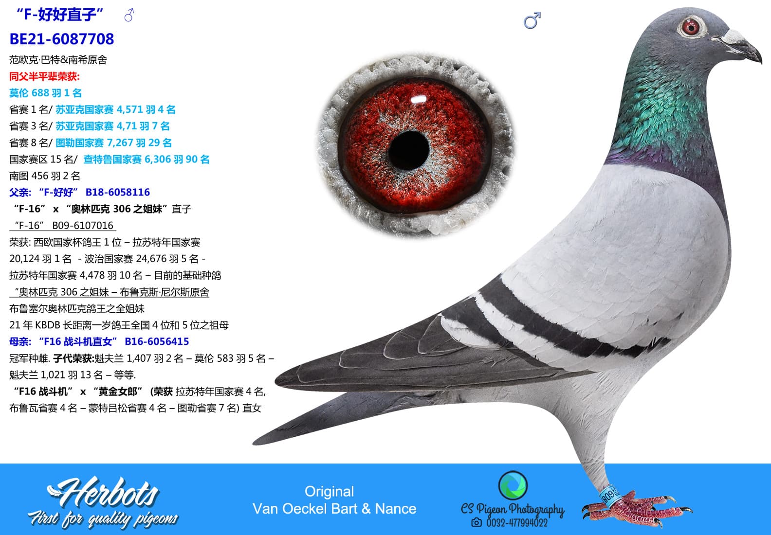 pigeon: undefined