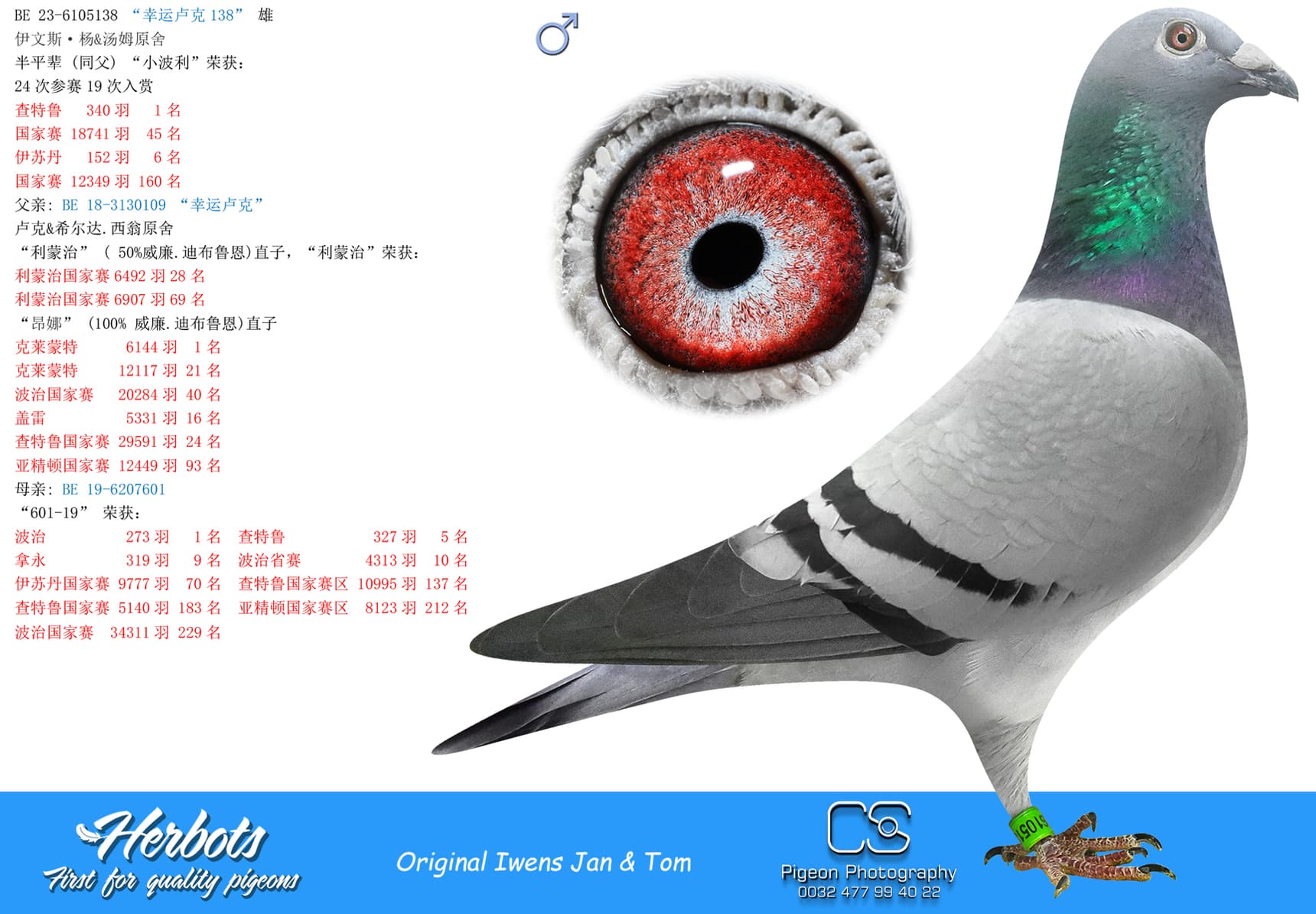 pigeon: undefined